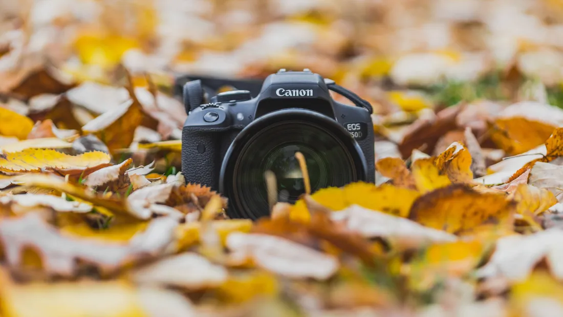 Fall Leaves Aesthetic