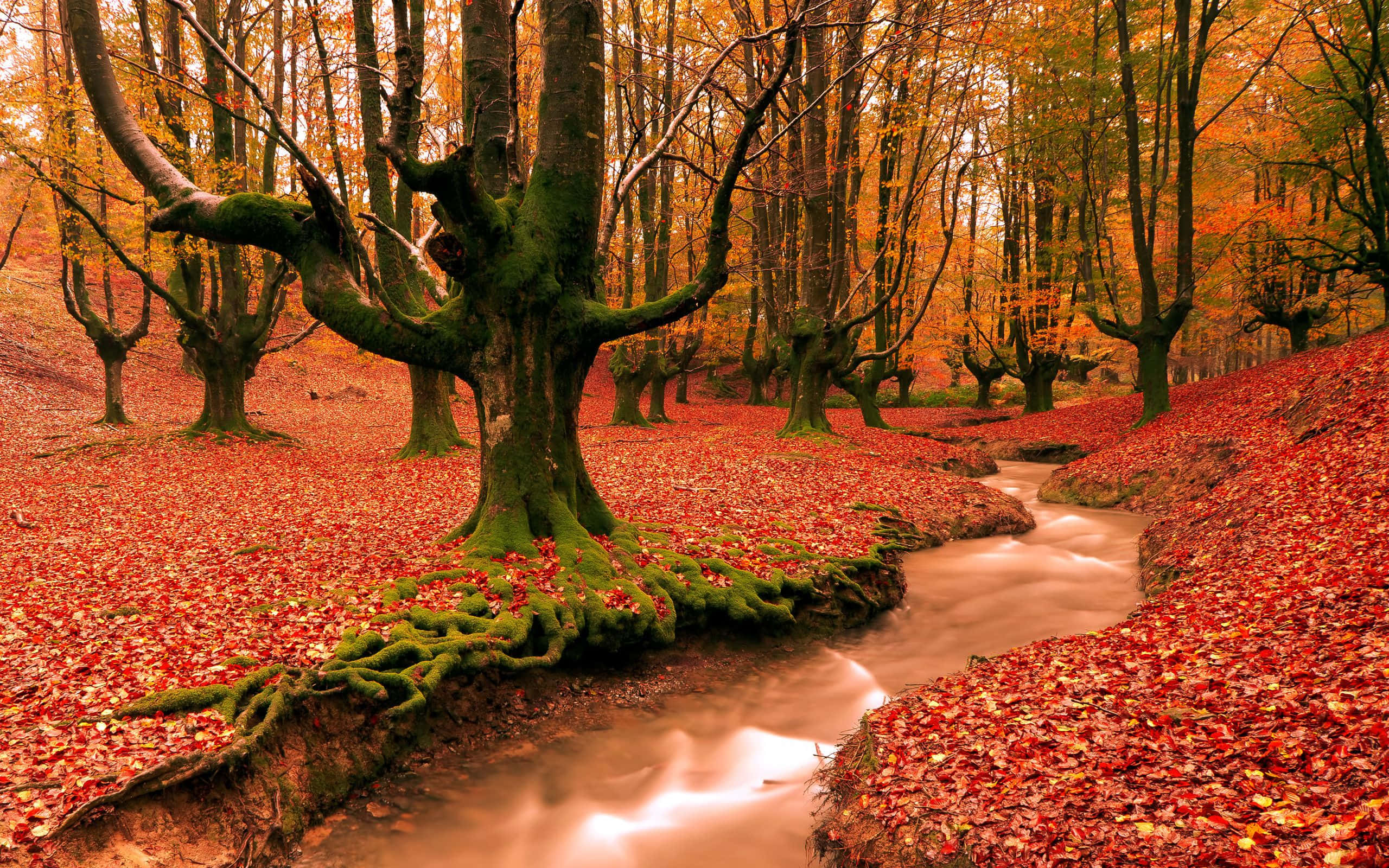 autumn forest, mossy trees, winding stream, 2K Desktop Wallpaper
