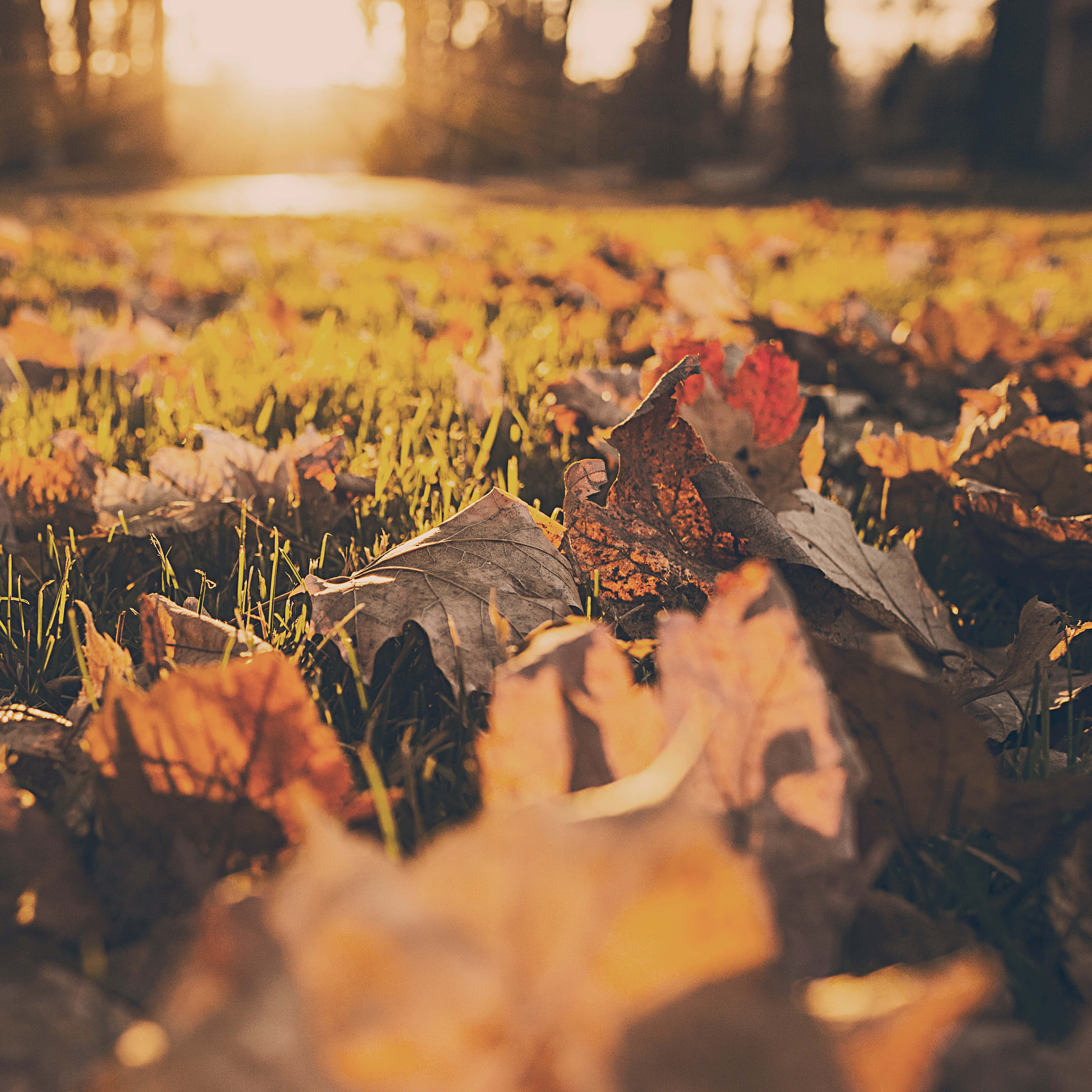vintage aesthetic, fall ground leaves, golden autumn leaves, 4K Desktop Wallpaper