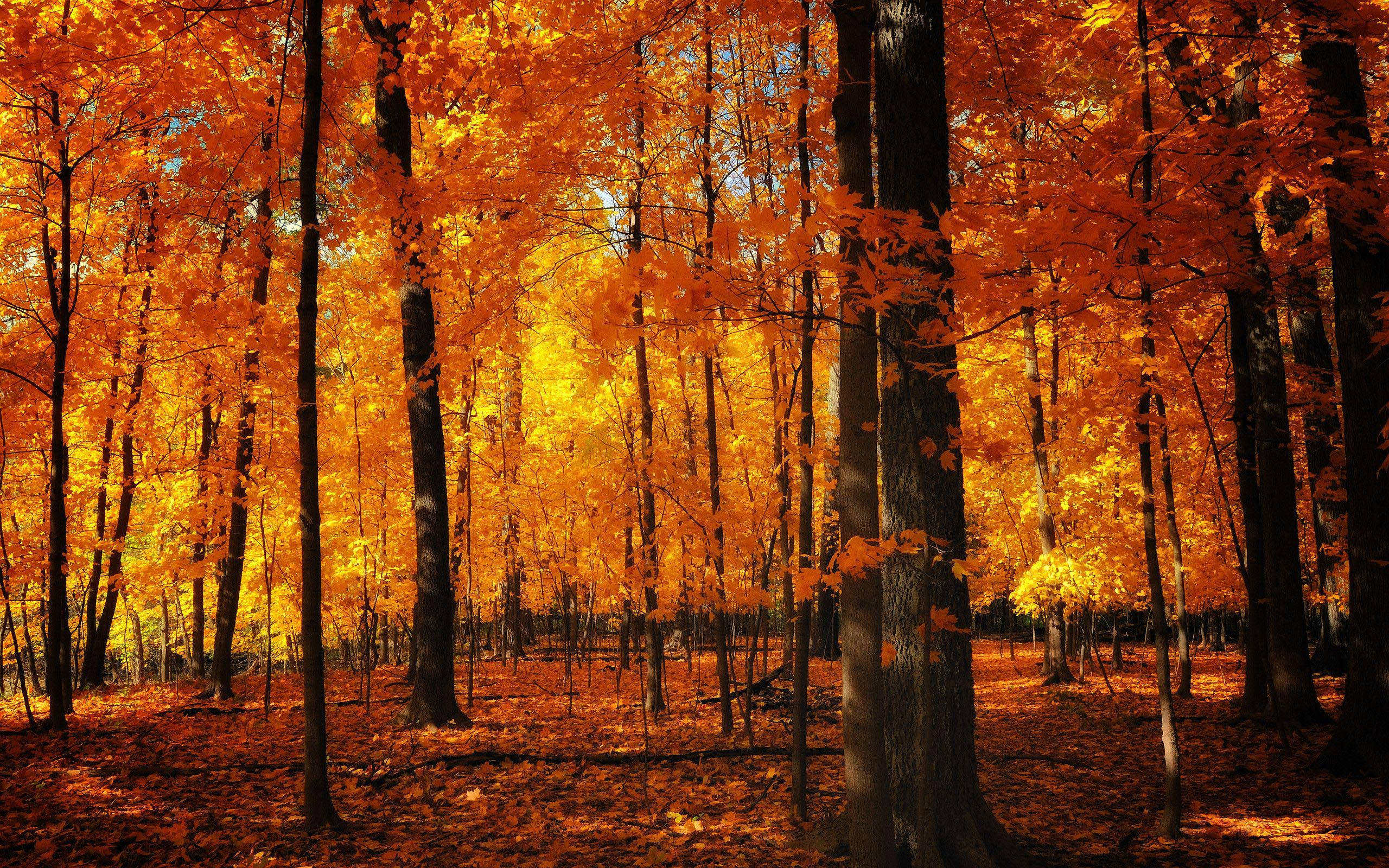 Fall Aesthetic, orange tones, vibrant orange and yellow autumn leaves, 2K Desktop Wallpaper