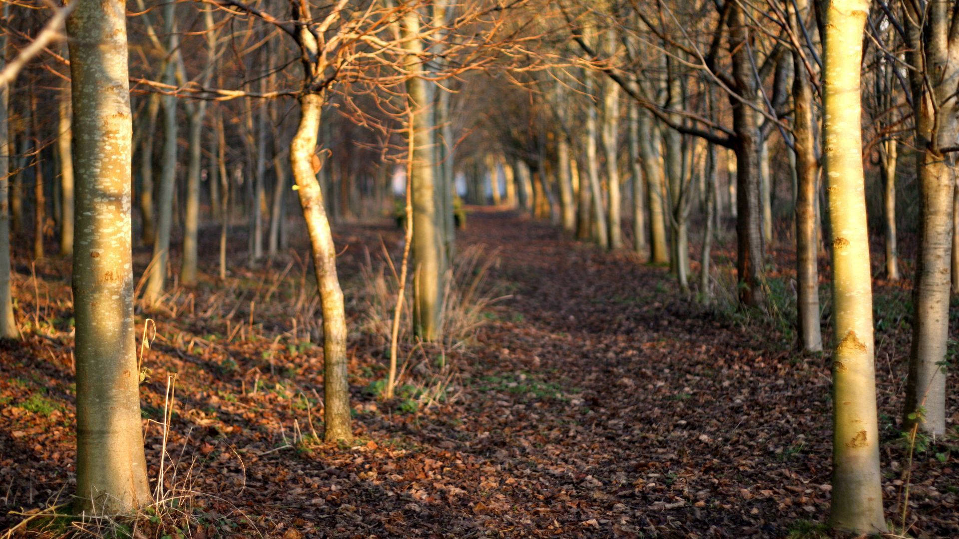 autumn, dried trees, brown fallen leaves, Full HD Desktop Wallpaper
