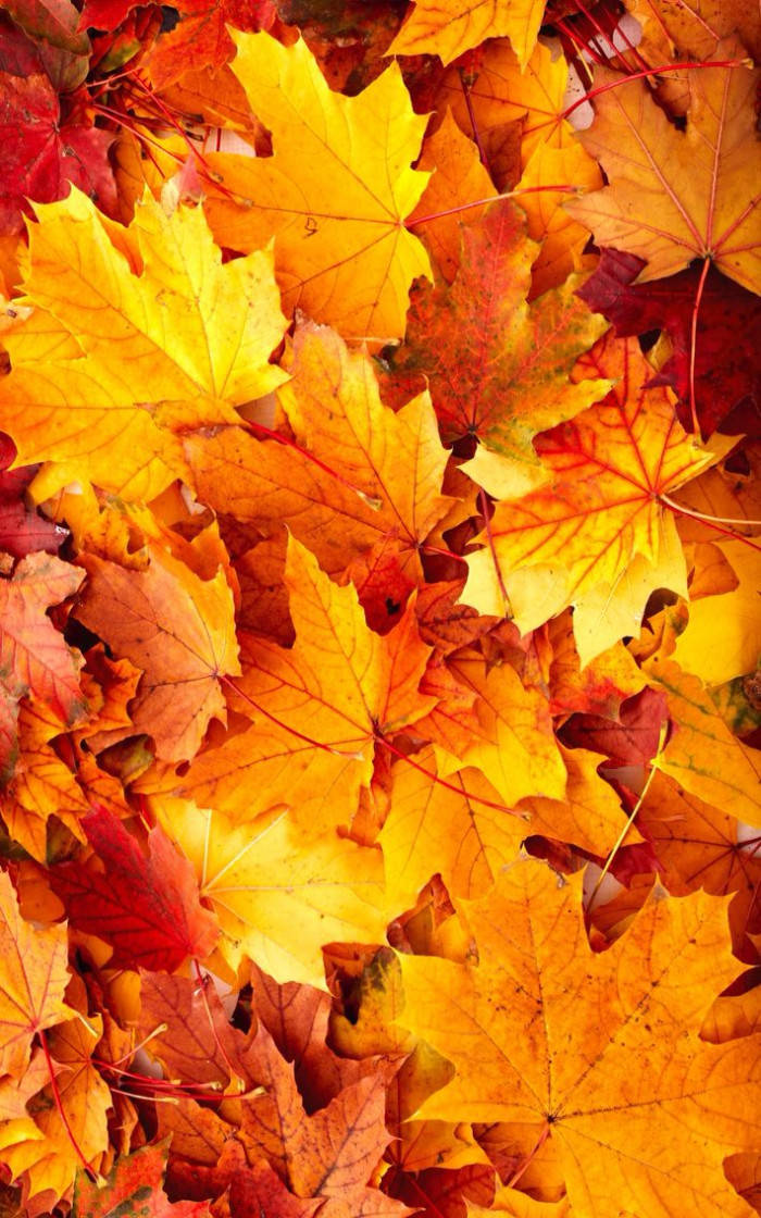 autumn maple leaves, fiery yellows, reds, SD Phone Wallpaper
