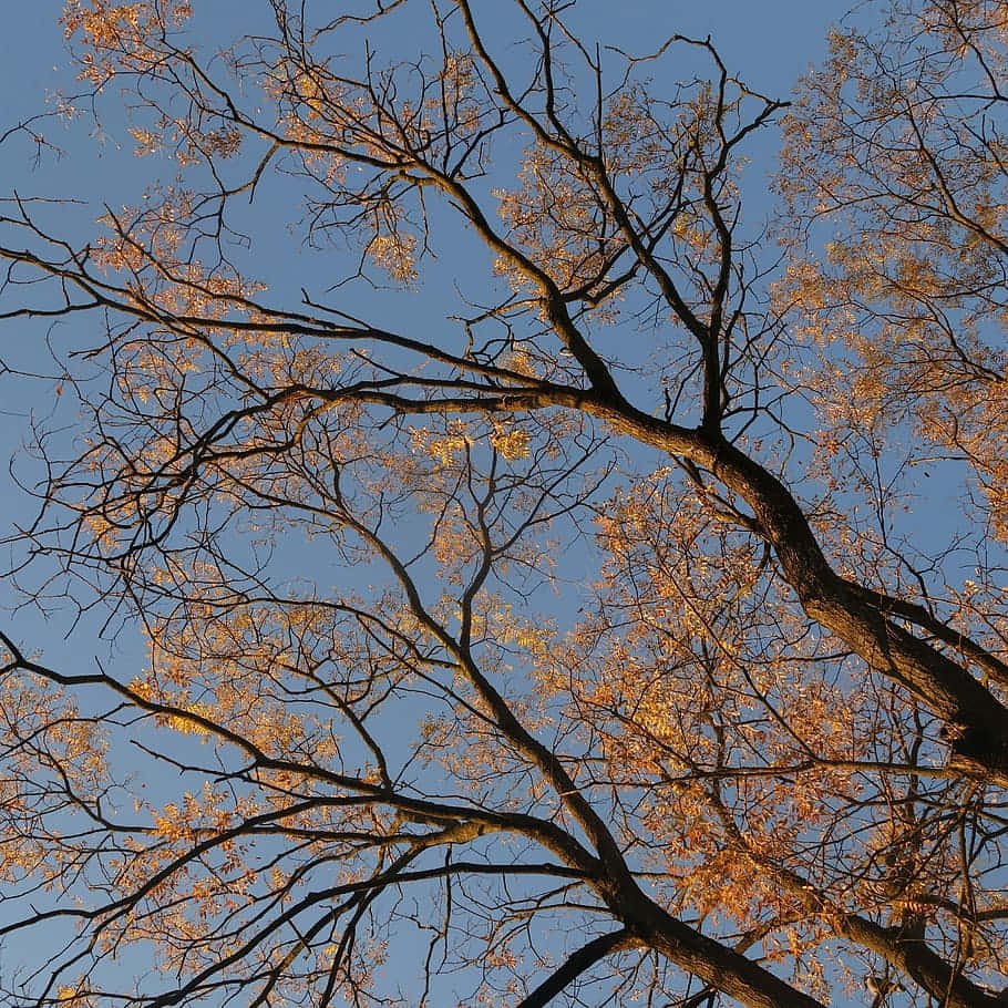 Autumn Canopy Glow, golden leaves, clear blue sky, SD Desktop Wallpaper