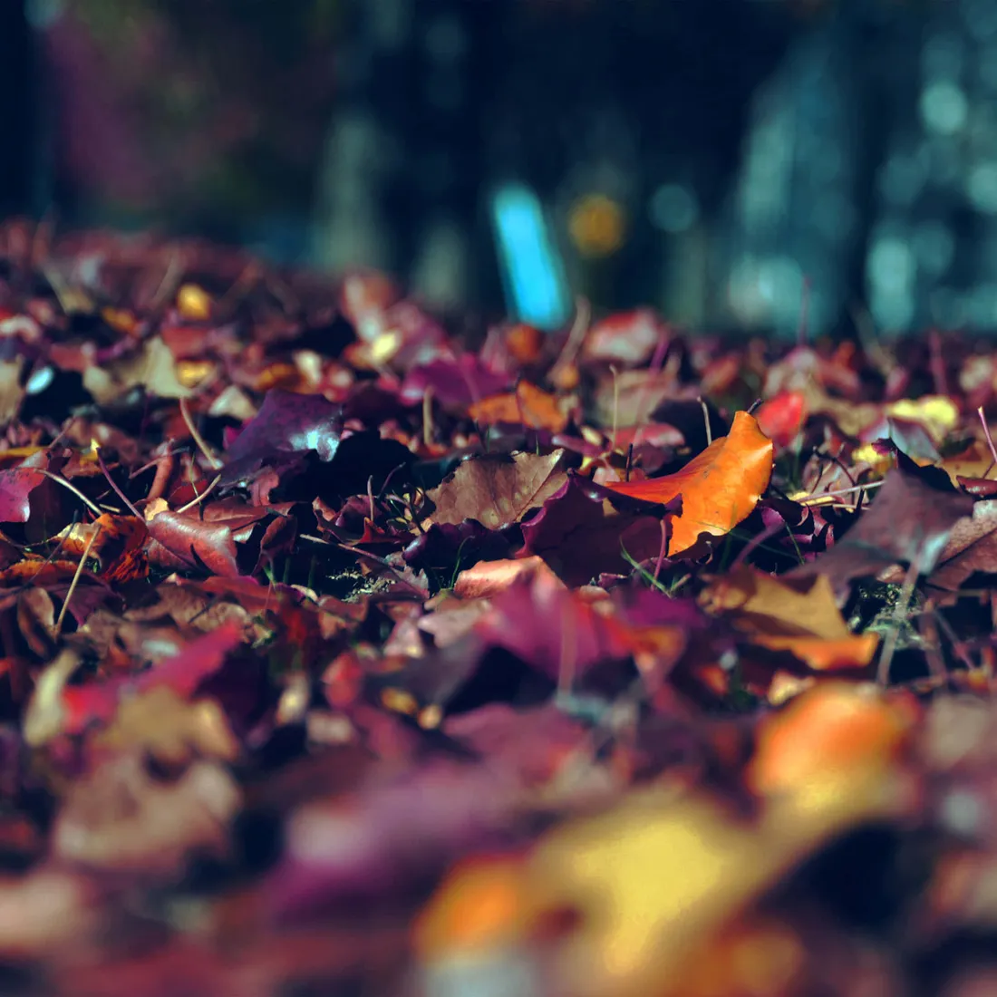 Fall Leaves iPhone