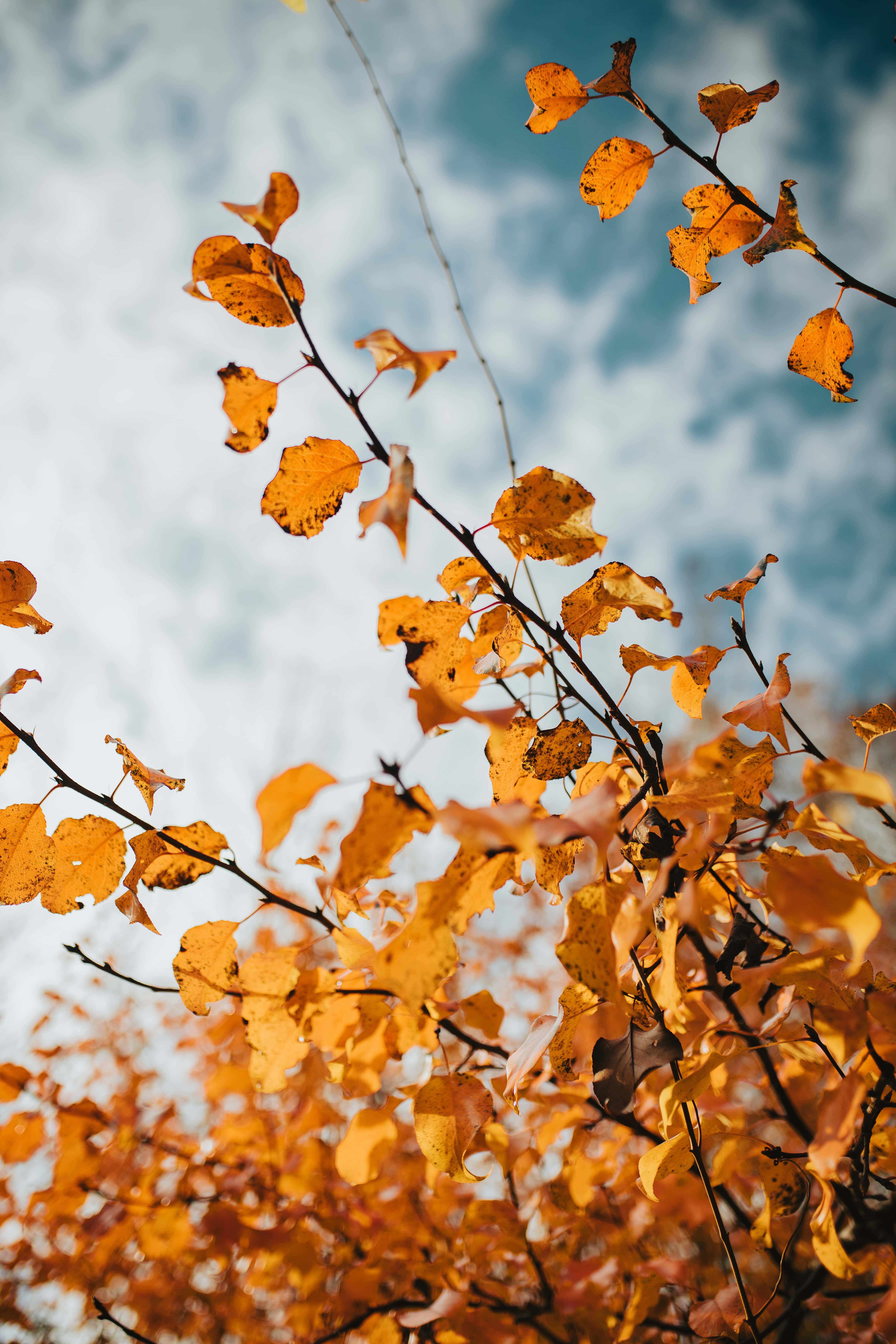 fall leaves, golden autumn leaves, slender branches, 5K Phone Wallpaper