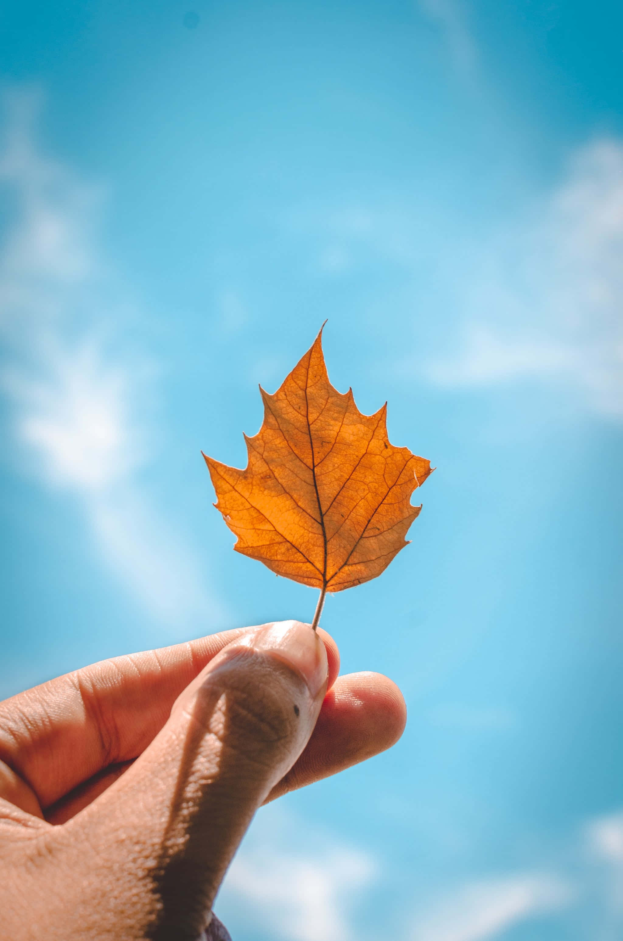 Fall Leaves iPhone, golden maple leaf, bright blue sky, 2K Phone Wallpaper