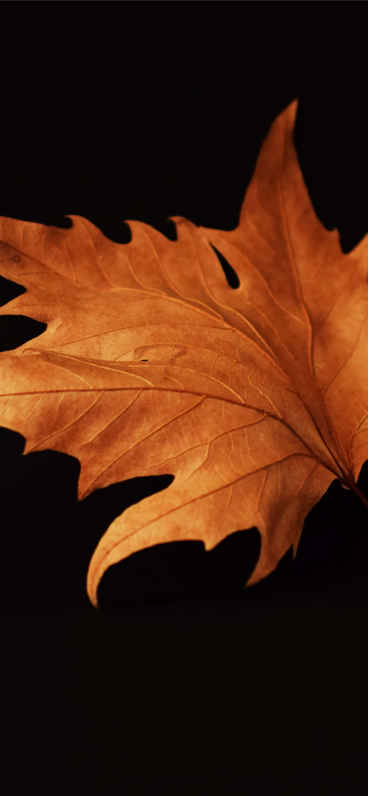 amber maple leaf, intricate veins, deep black background, 2K Phone Wallpaper