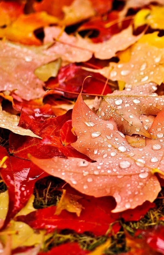 fall leaves iPhone, autumn leaves, red orange, SD Phone Wallpaper