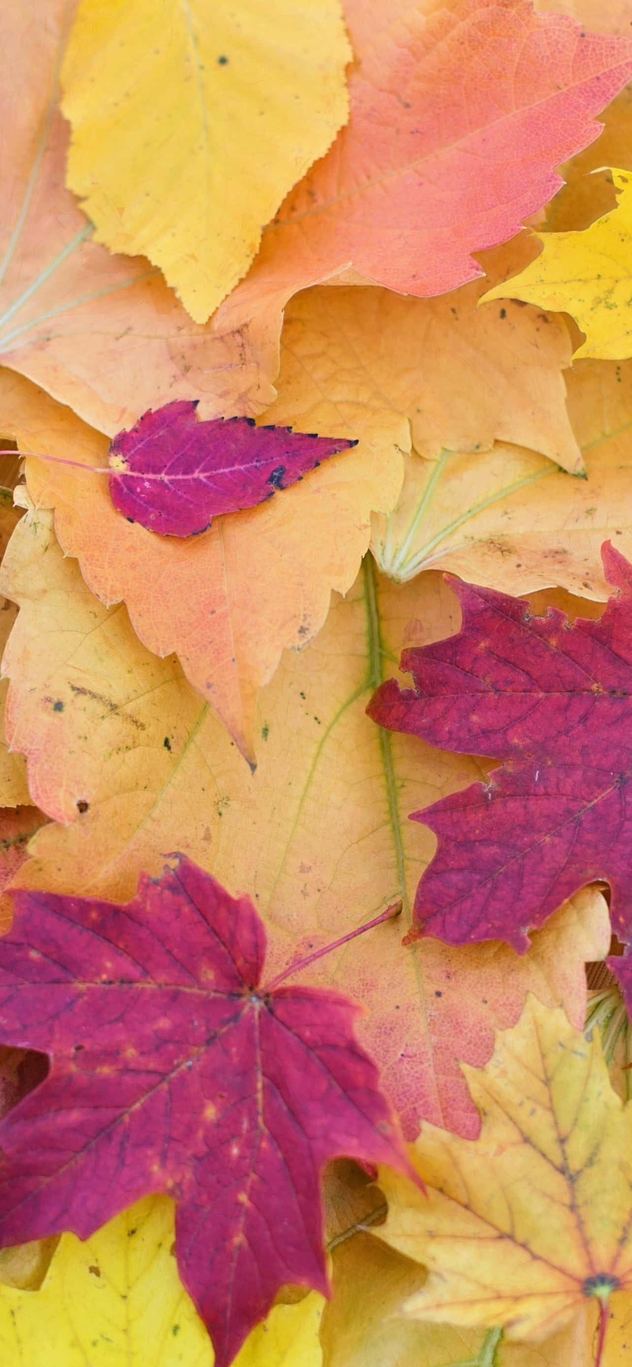Fall Leaves iPhone, pastel-colored, yellow orange, 2K Phone Wallpaper