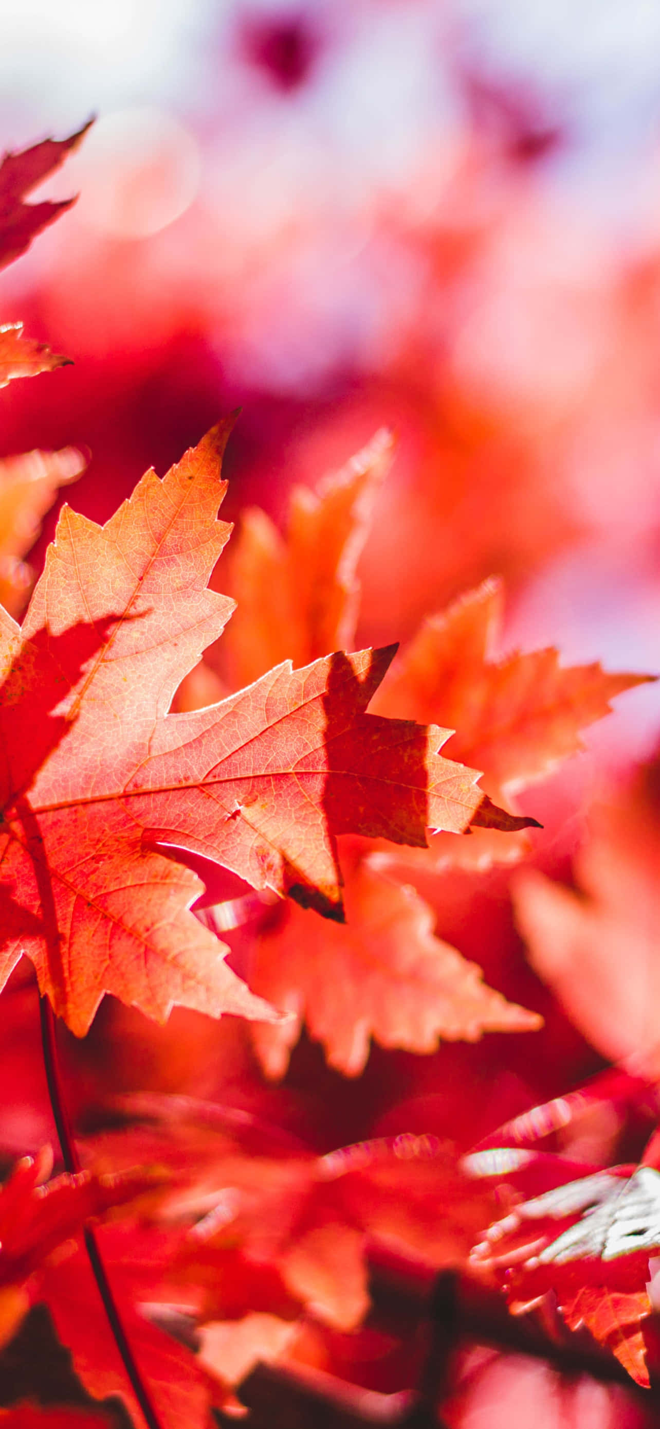 Fall Leaves iPhone, vibrant red maple leaves, autumn background, 2K Phone Wallpaper