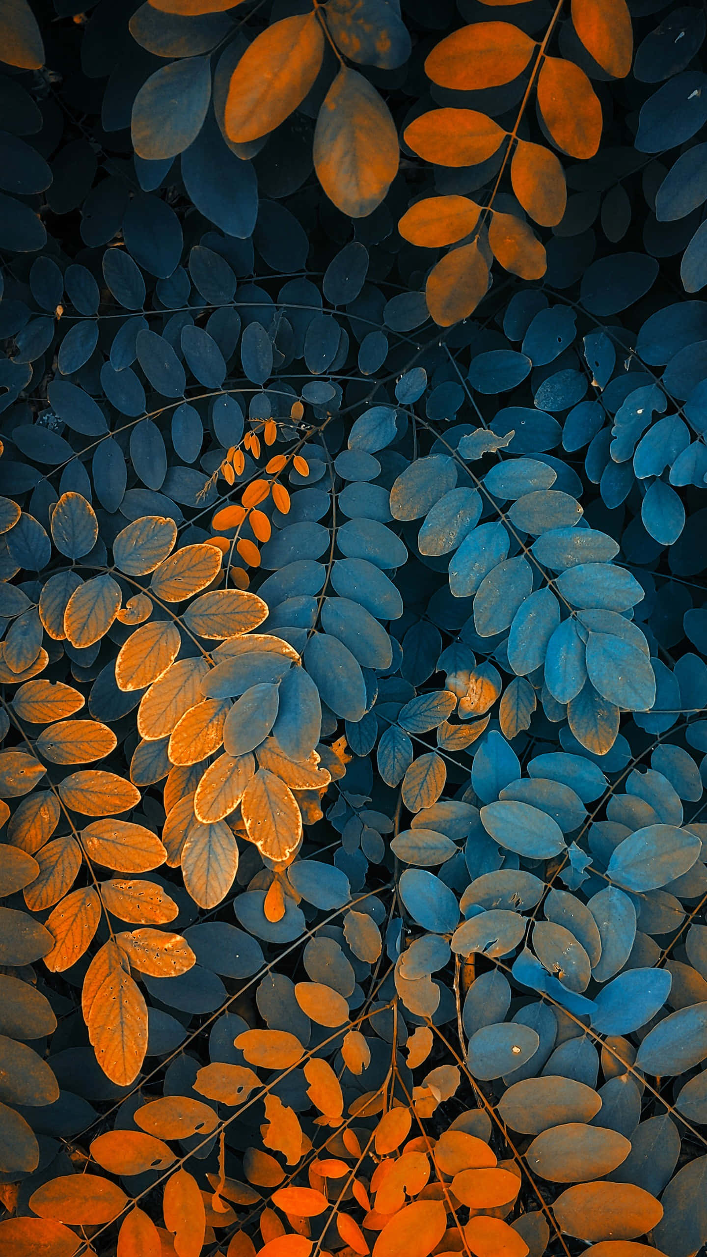 Fall Leaves, iPhone, 1440 x 2560, 2K Phone Wallpaper