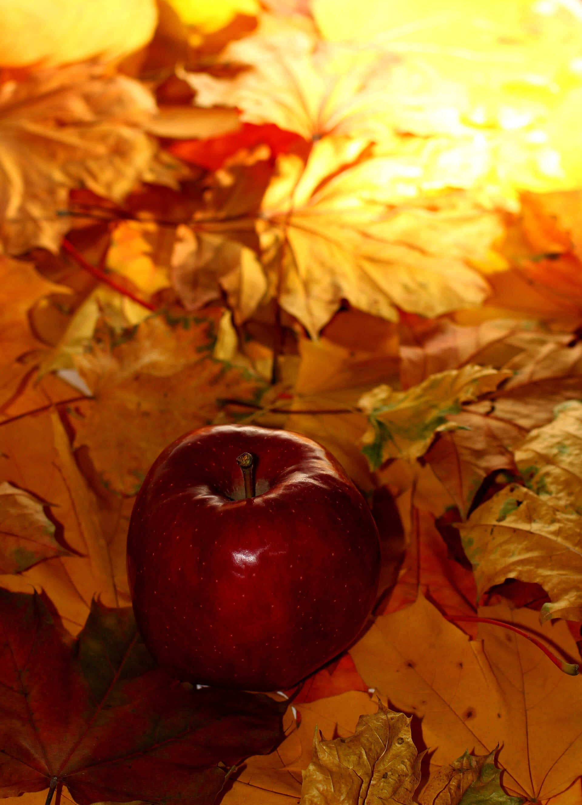 iPhone, glossy red apple, golden autumn leaves, 2K Phone Wallpaper