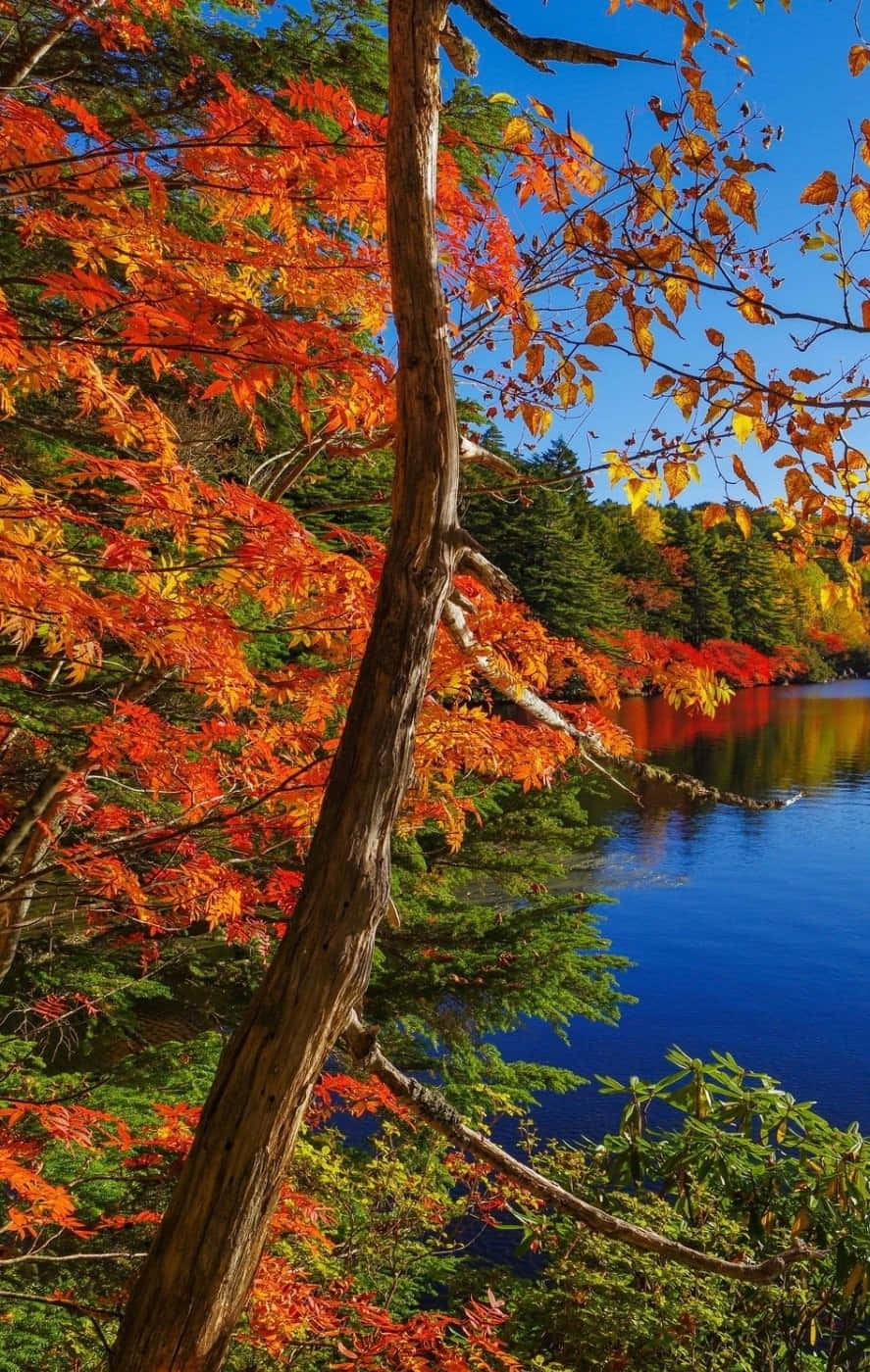 Fall Leaves iPhone, fiery reds, oranges, HD Phone Wallpaper