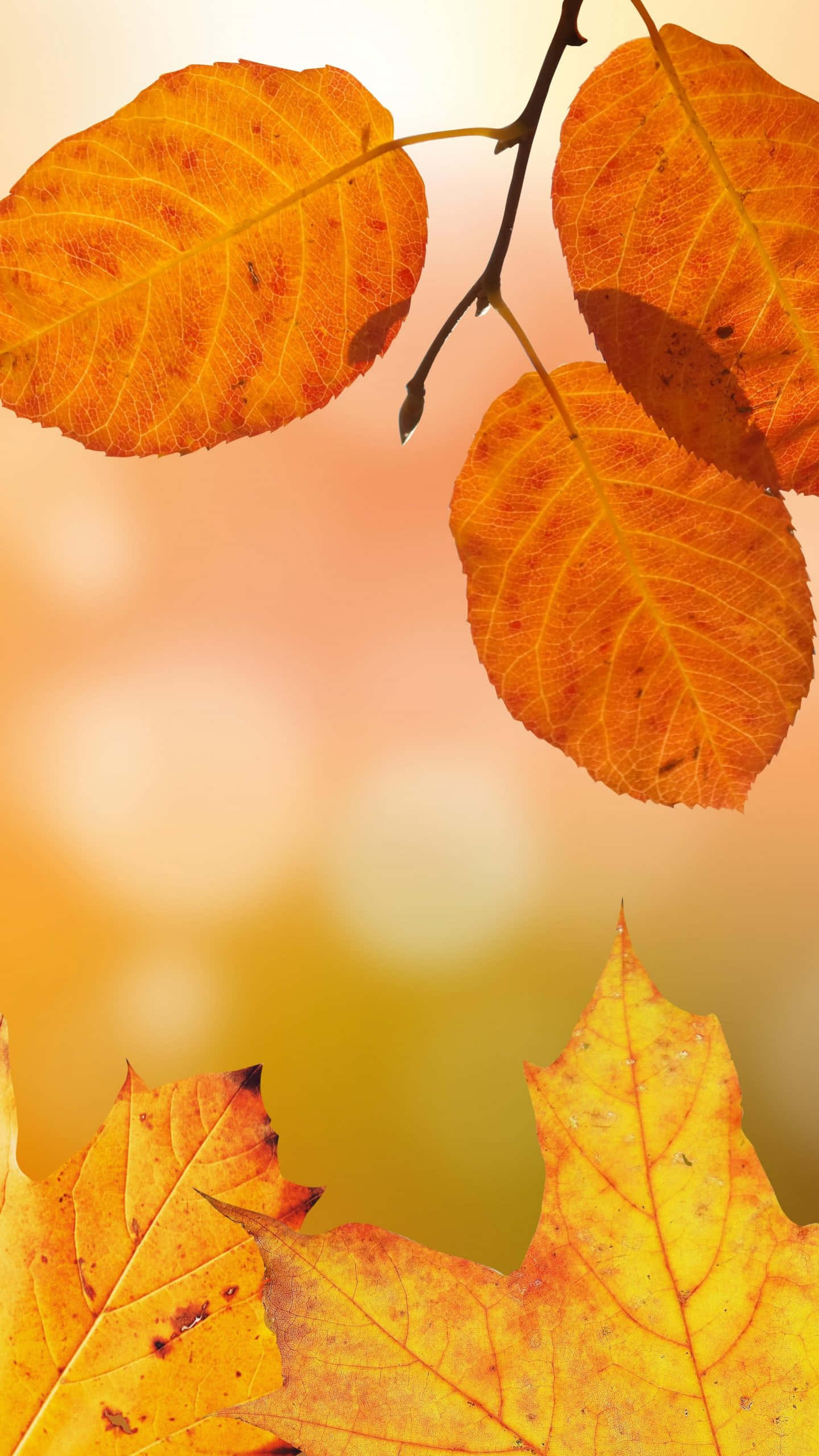 Fall Leaves iPhone, autumn leaves, orange, 2K Phone Wallpaper