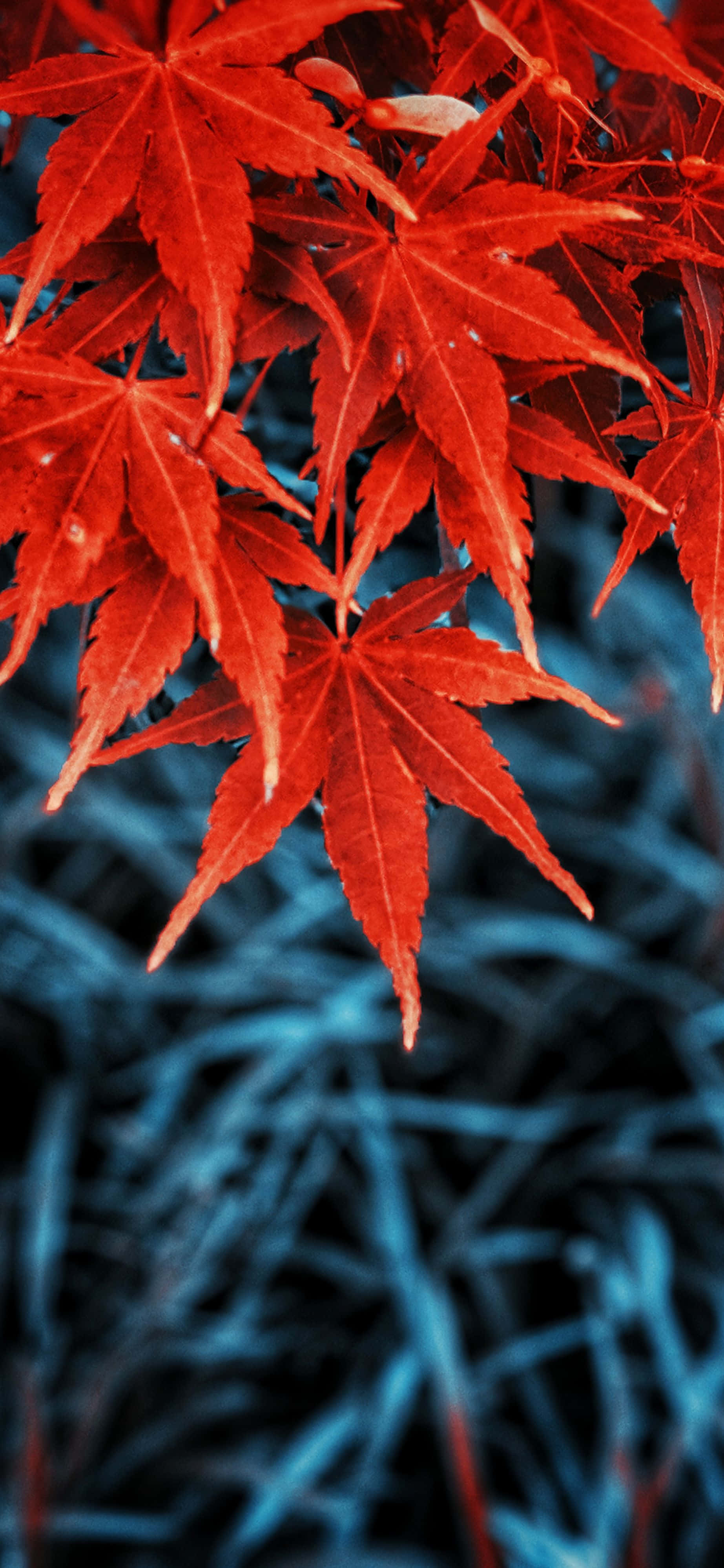 red maple leaves, dewdrops, blurred blue grassy background, 4K Phone Wallpaper