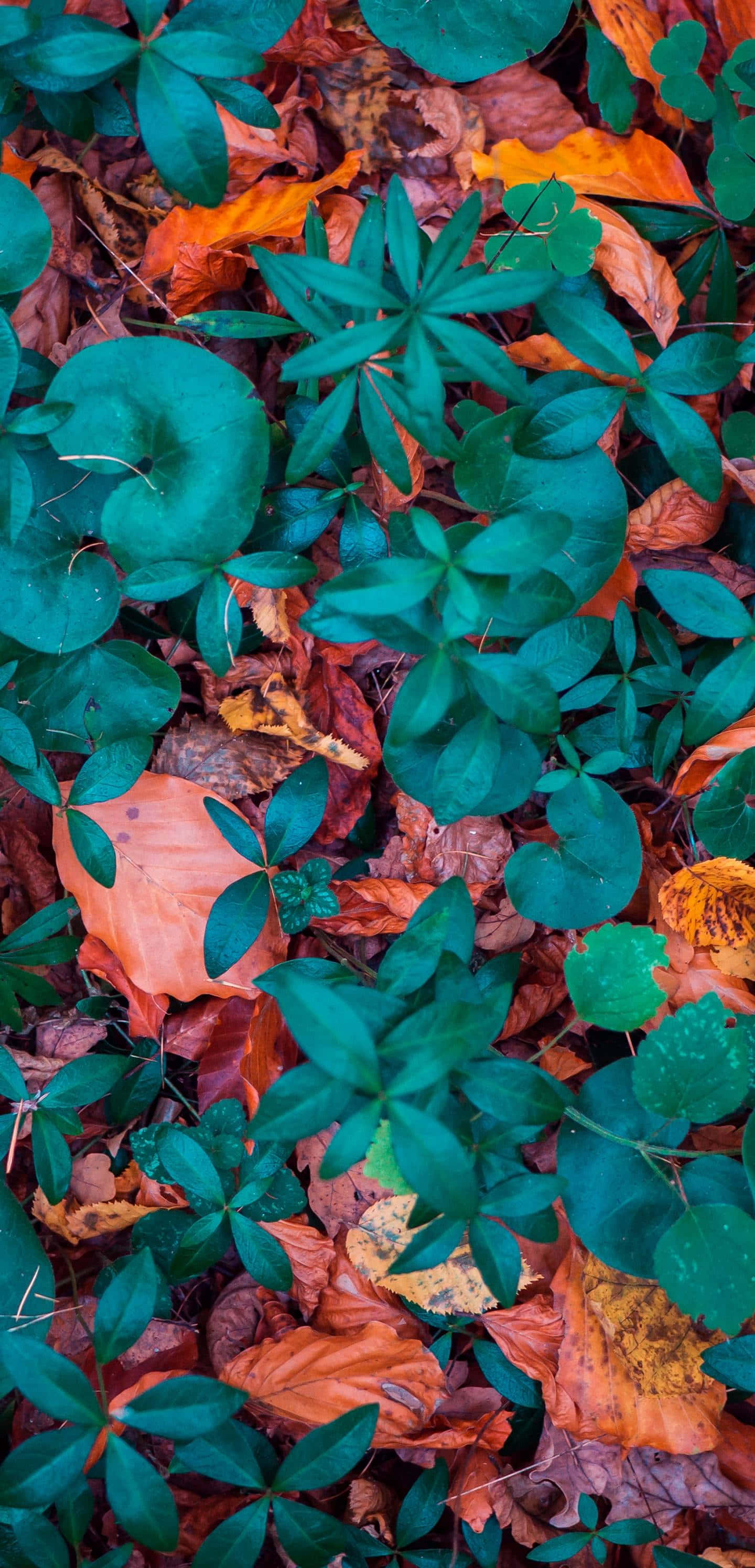 Fall Leaves iPhone, autumn leaves, orange, 2K Phone Wallpaper