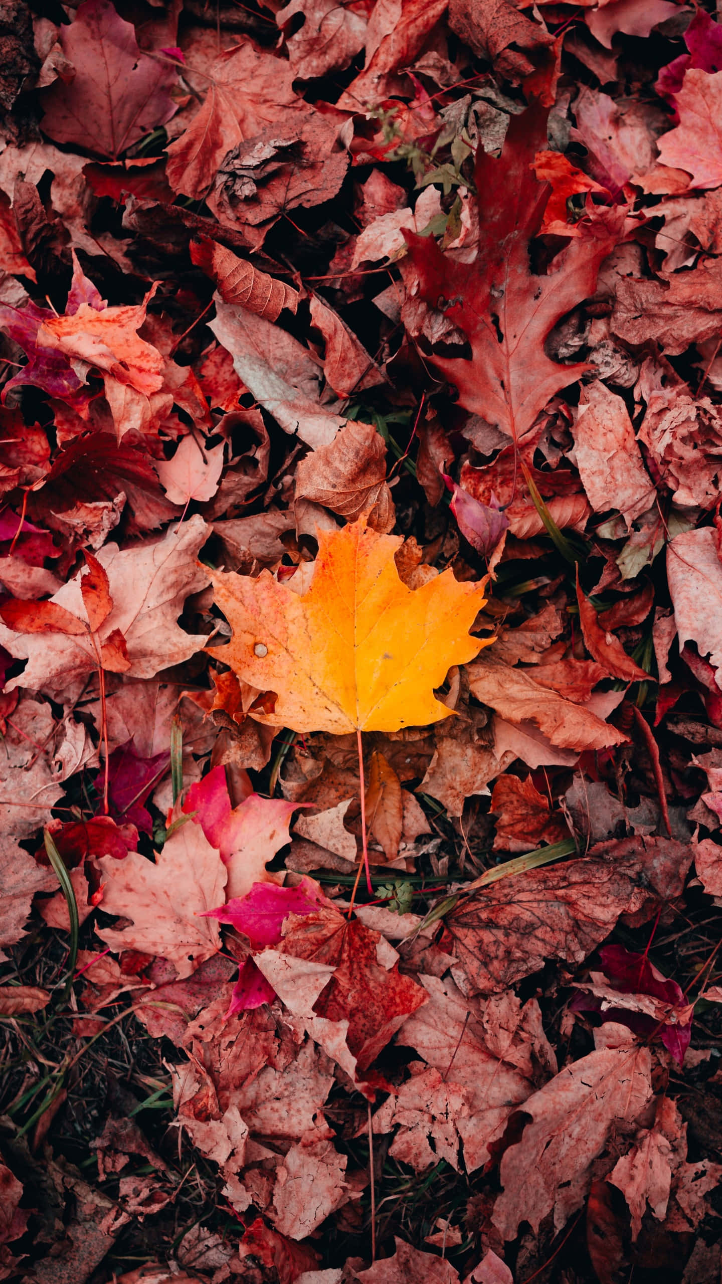 Pink Fall Leaves iPhone, vibrant yellow maple leaf, rich red and brown fallen autumn leaves, 2K Phone Wallpaper