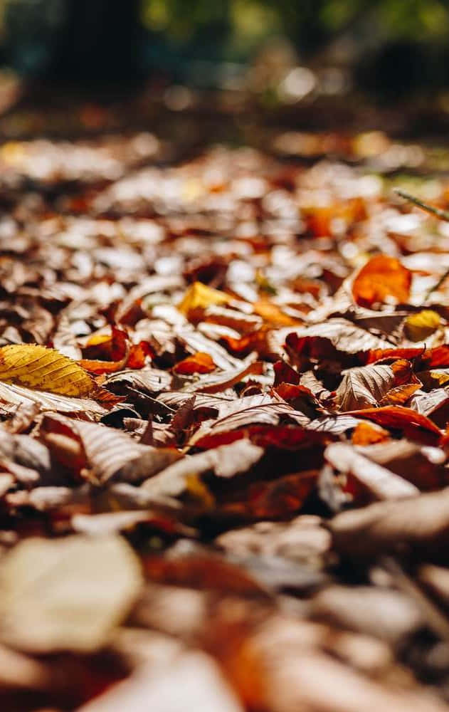 Fall Leaves iPhone, iPhone, sunlight, SD Phone Wallpaper