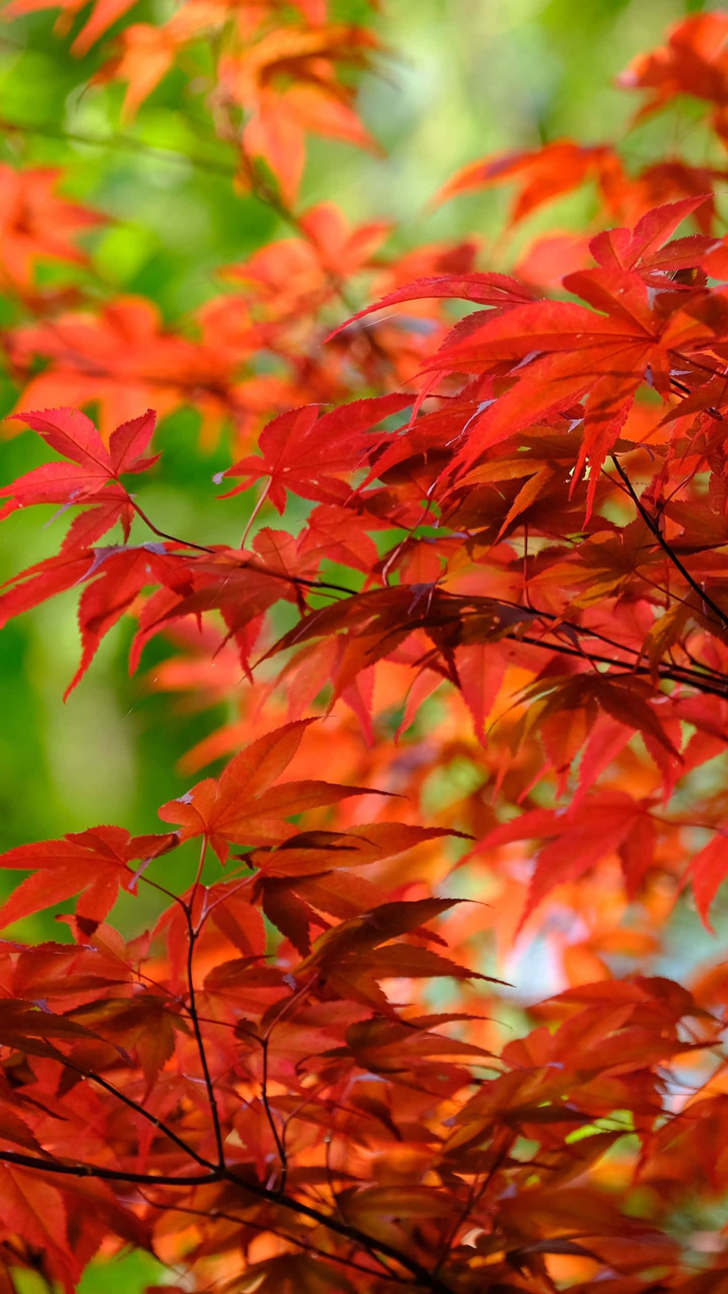 red maple leaves, autumn shot, close-up, 2K Phone Wallpaper