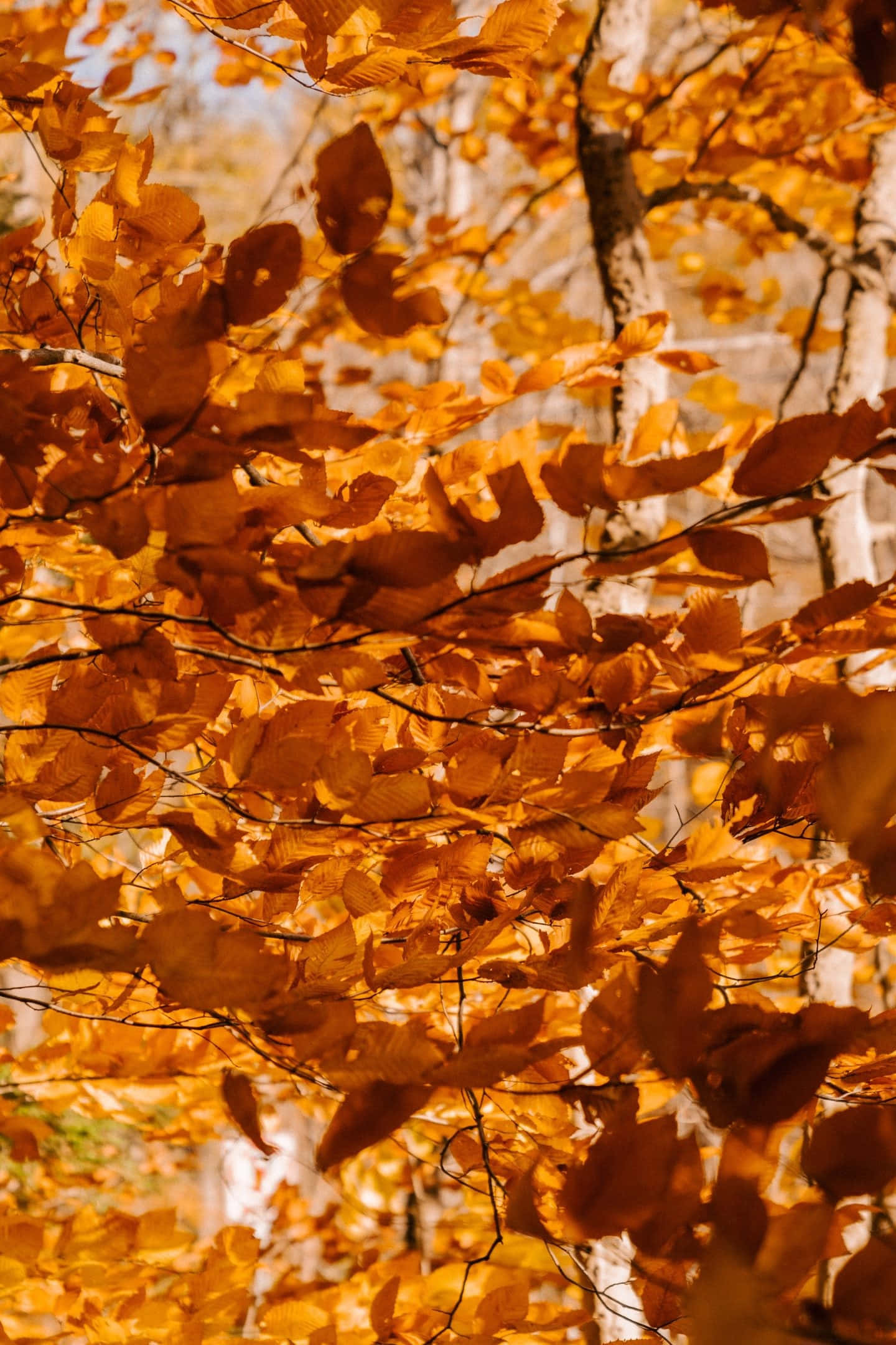 Fall Leaves iPhone, golden autumn leaves, soft blue sky, Full HD Phone Wallpaper