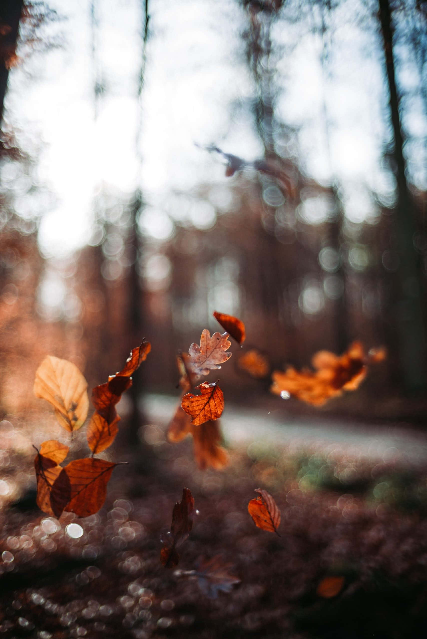 autumn leaves, forest, soft sunlight, 2K Phone Wallpaper