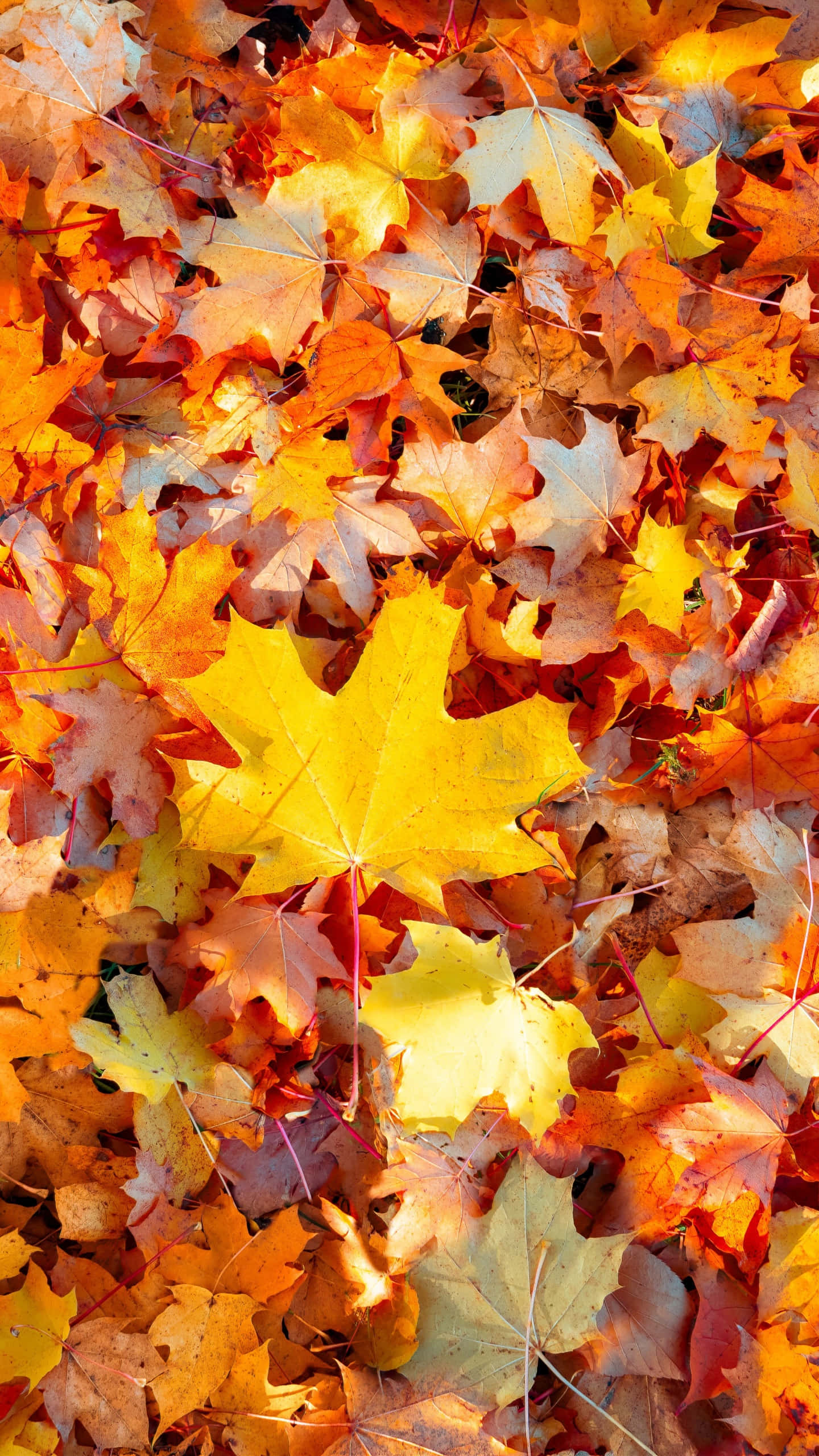 fall leaves iPhone, maple leaves, fiery orange, 2K Phone Wallpaper