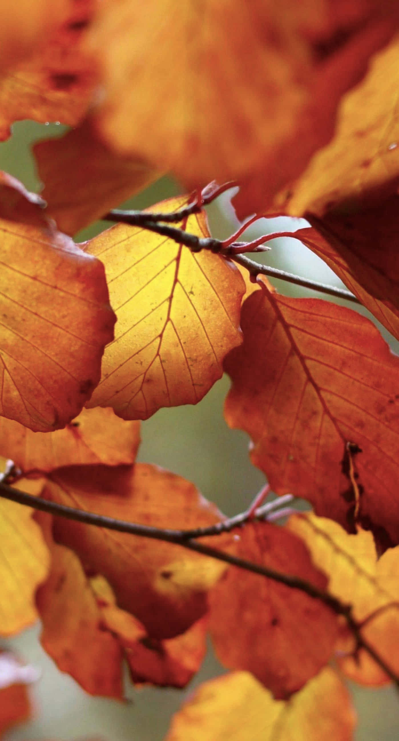 fall leaves iPhone, vibrant orange, yellow autumn leaves, 2K Phone Wallpaper