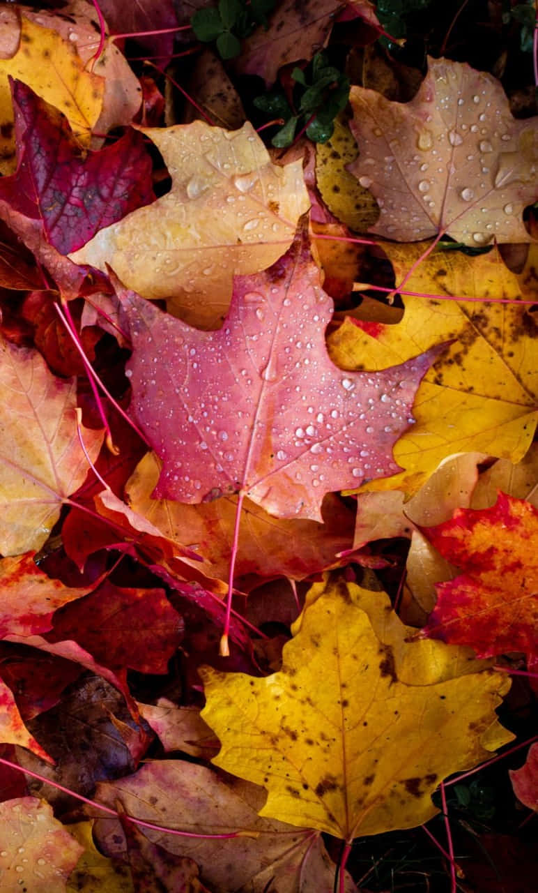 autumn maple leaves, red yellow and orange hues, glistening dewdrops, HD Phone Wallpaper