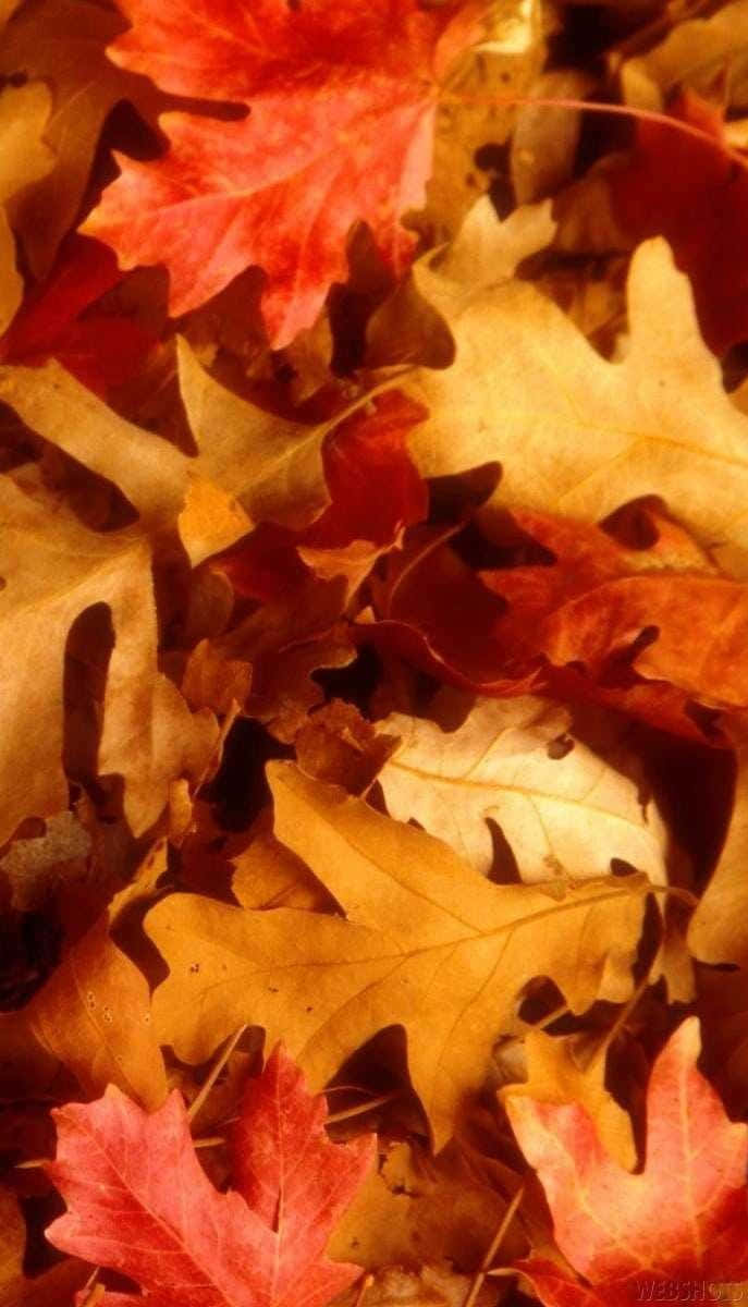 Maple Fall Leaves, vibrant red, golden oak leaves, SD Phone Wallpaper