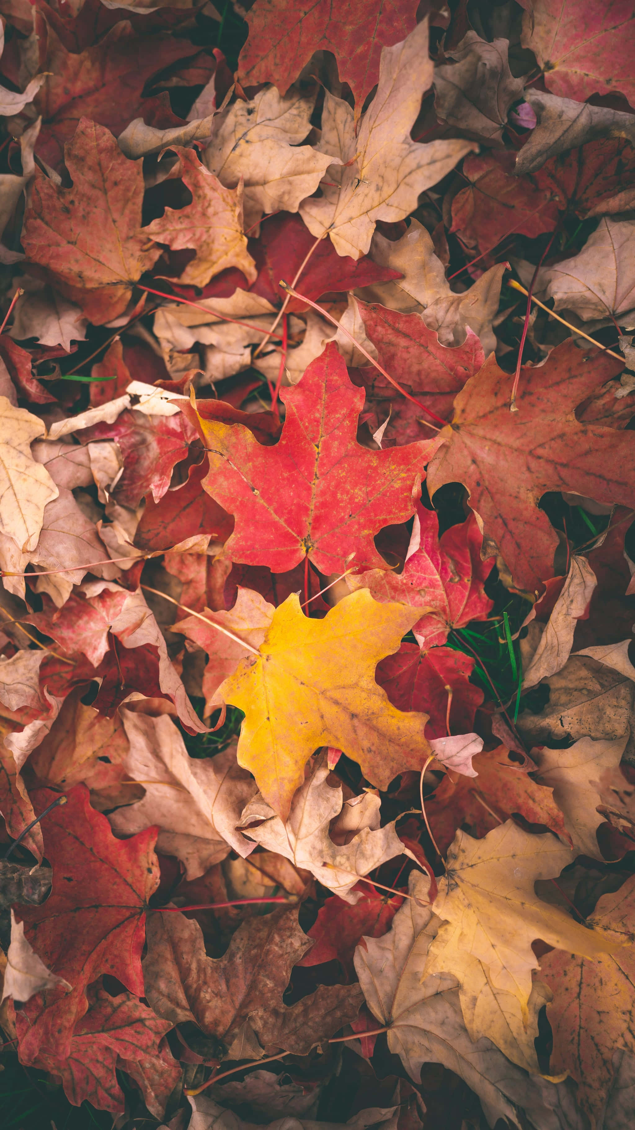 Fall Leaves iPhone, vibrant red, yellow maple leaves, 2K Phone Wallpaper