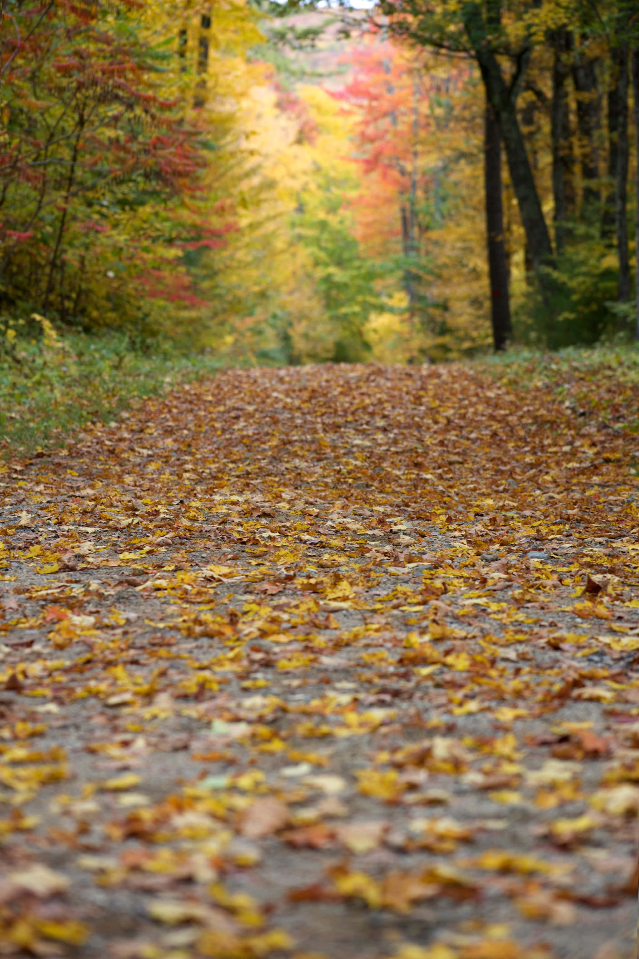 Fall Leaves iPhone, golden autumn leaves, red yellow and orange trees, 2K Phone Wallpaper