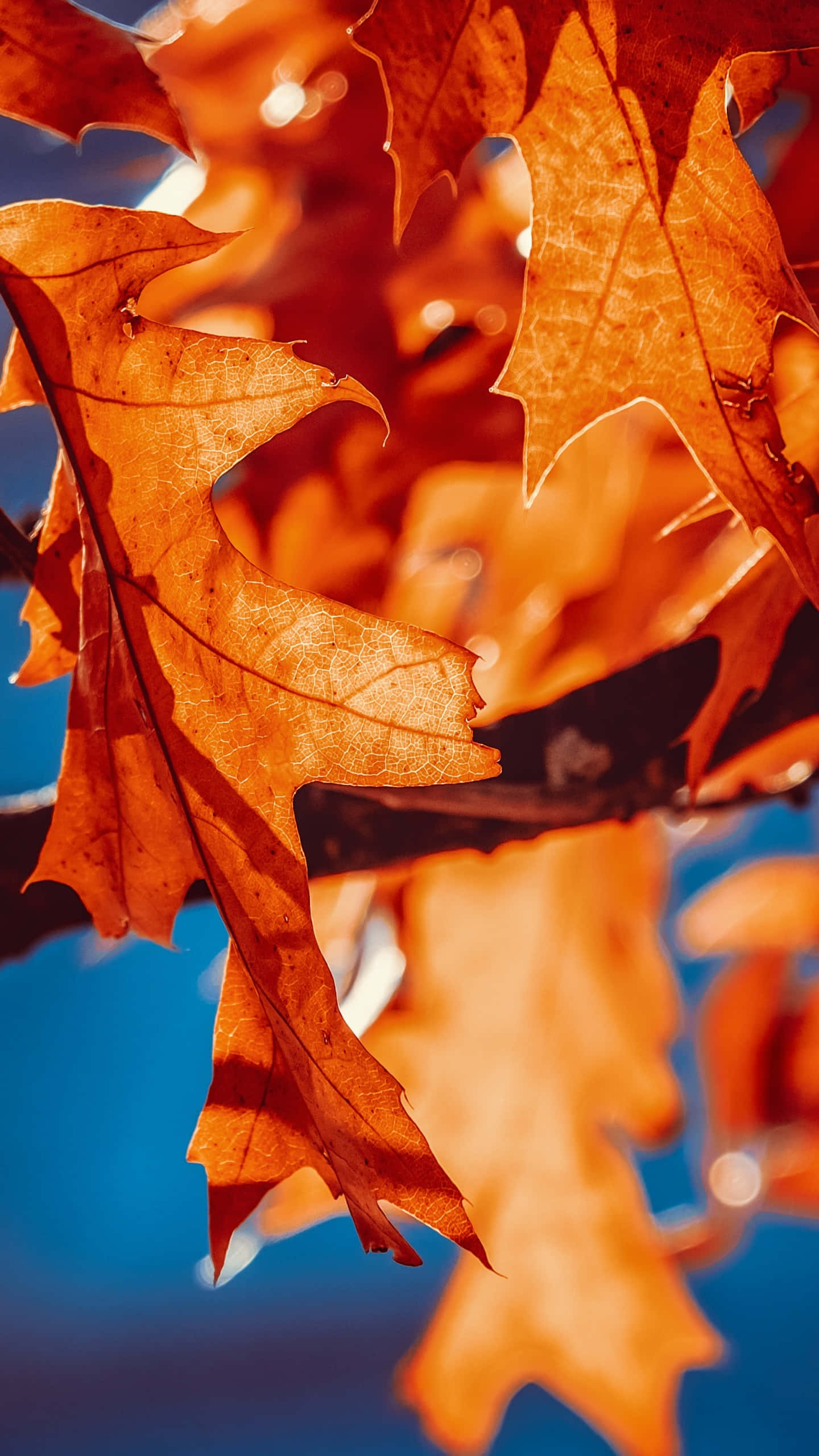 Fall Leaves iPhone, orange oak leaves, crisp blue sky, 2K Phone Wallpaper