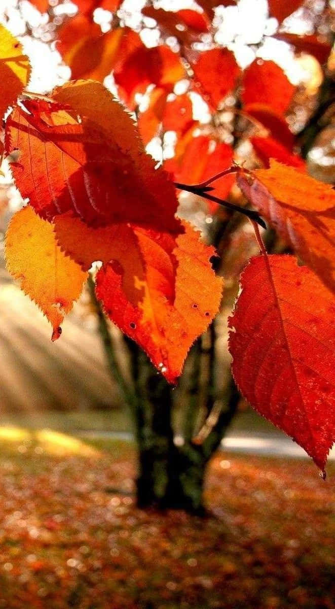 Fall Leaves iPhone, vibrant red, orange autumn leaves, SD Phone Wallpaper