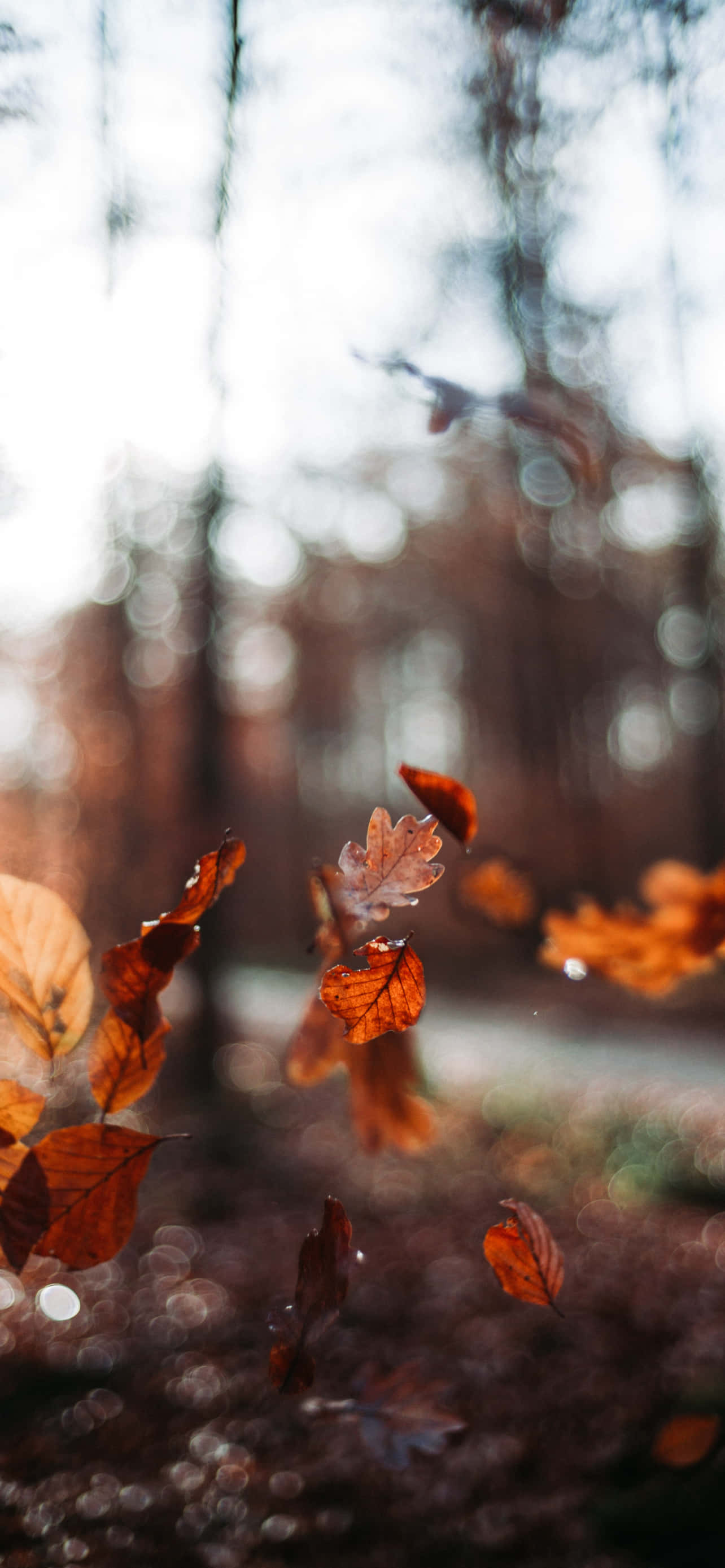 iPhone, fall aesthetic, falling leaves, 2K Phone Wallpaper