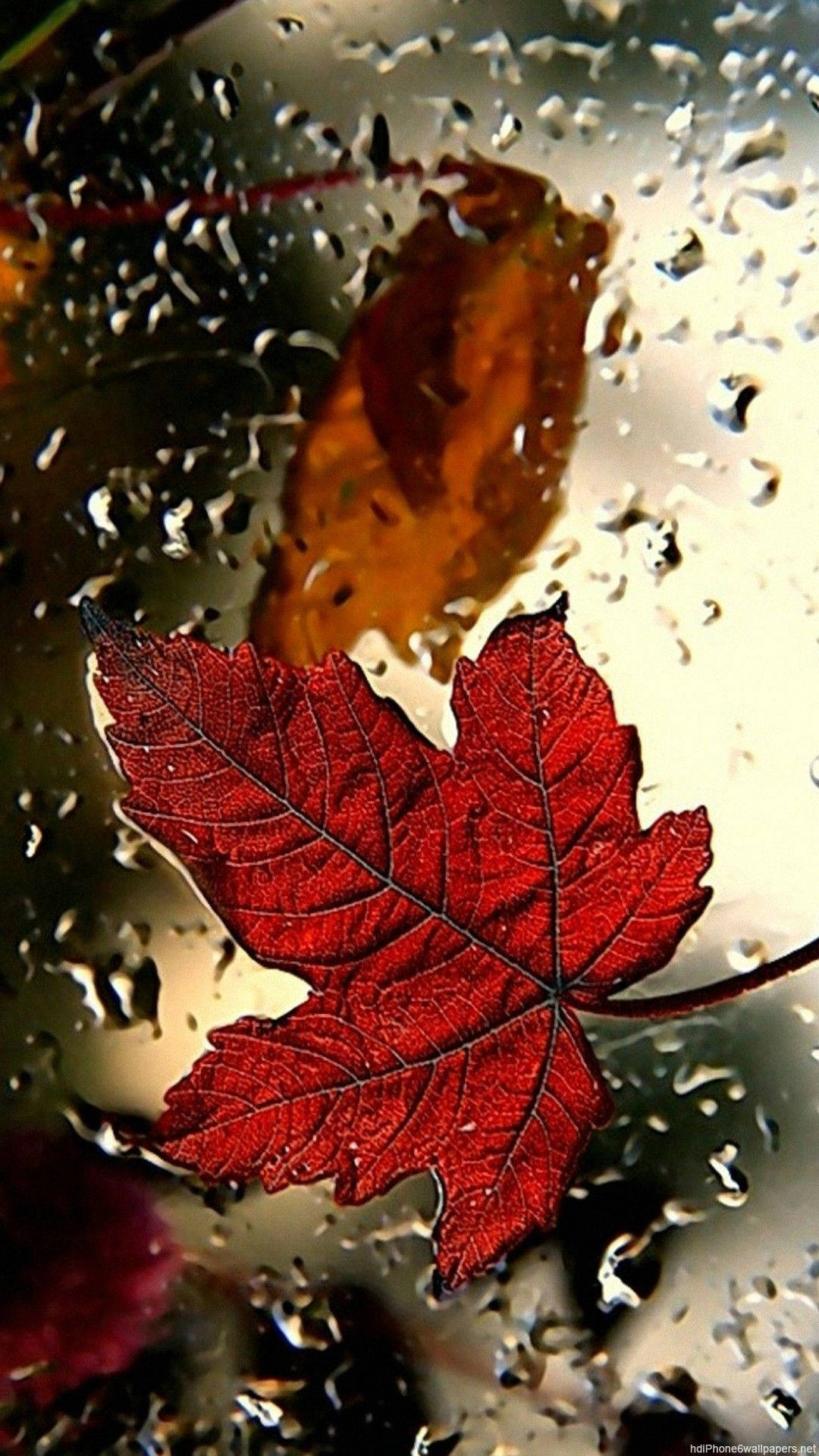 red maple leaf, rain-speckled window, autumn leaf, Full HD Phone Wallpaper
