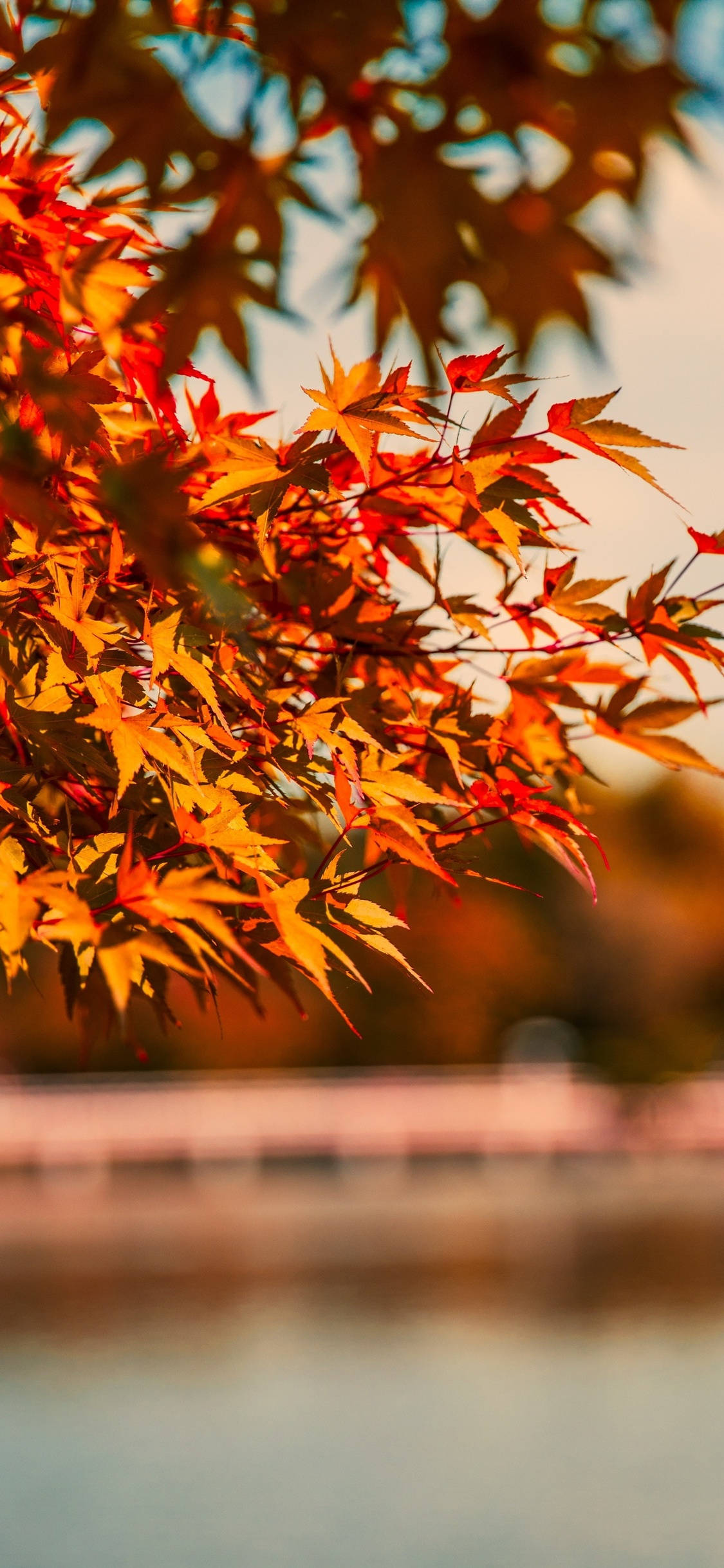 orange leaves, autumn maple leaves, warm sunlight, Full HD Phone Wallpaper