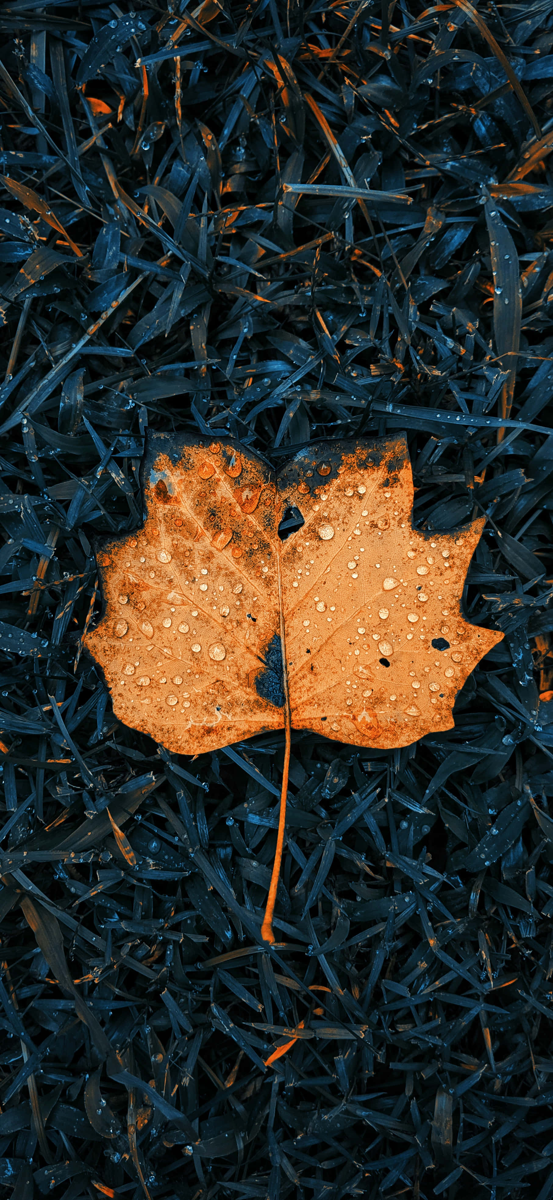 Maple Fall Leaves iPhone, orange maple leaf, dew drops, 4K Phone Wallpaper