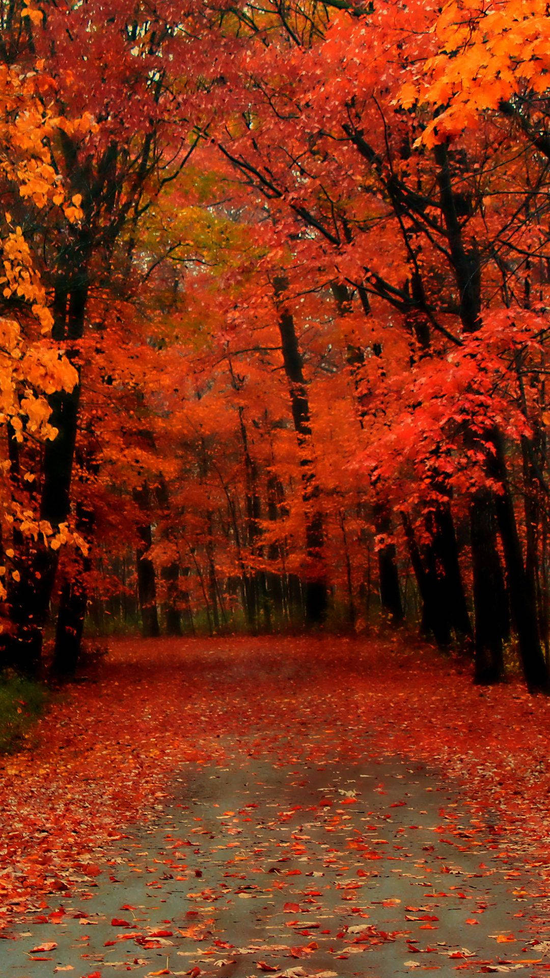 Fall Aesthetic iPhone, fiery red and orange autumn leaves, winding forest path, Full HD Phone Wallpaper