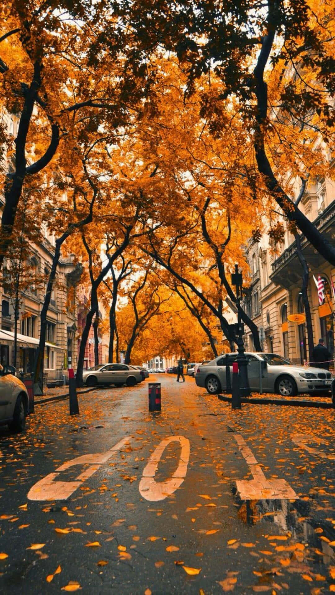 iPhone, Fall Aesthetic, orange leaves, Full HD Phone Wallpaper