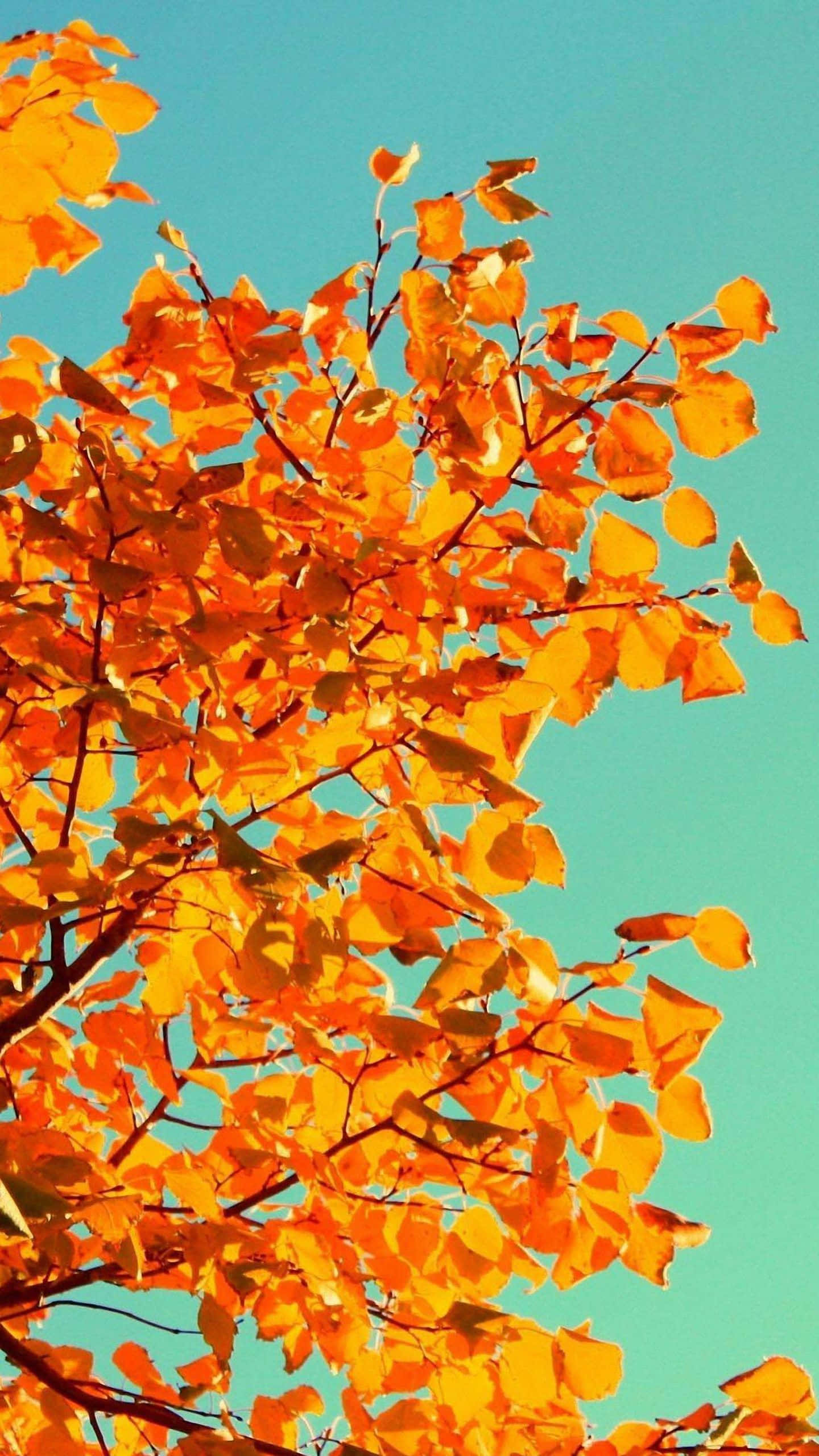 Fall Leaves iPhone, orange autumn leaves, turquoise sky, 2K Phone Wallpaper
