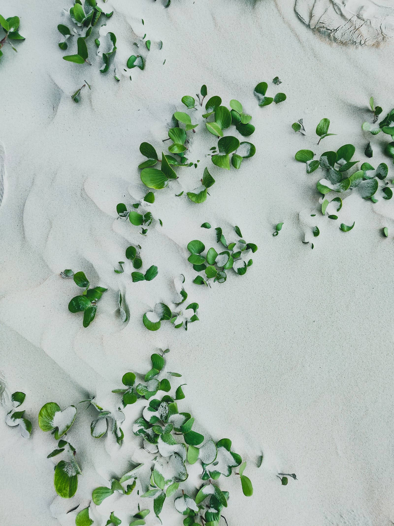 Snow Leaves iPhone, fresh green leaves, soft white sand, Full HD Phone Wallpaper