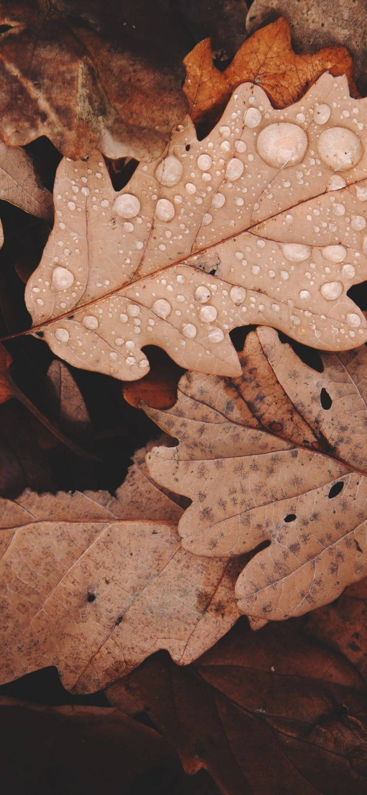 oak leaf, dew drops, autumn leaves, 2K Phone Wallpaper
