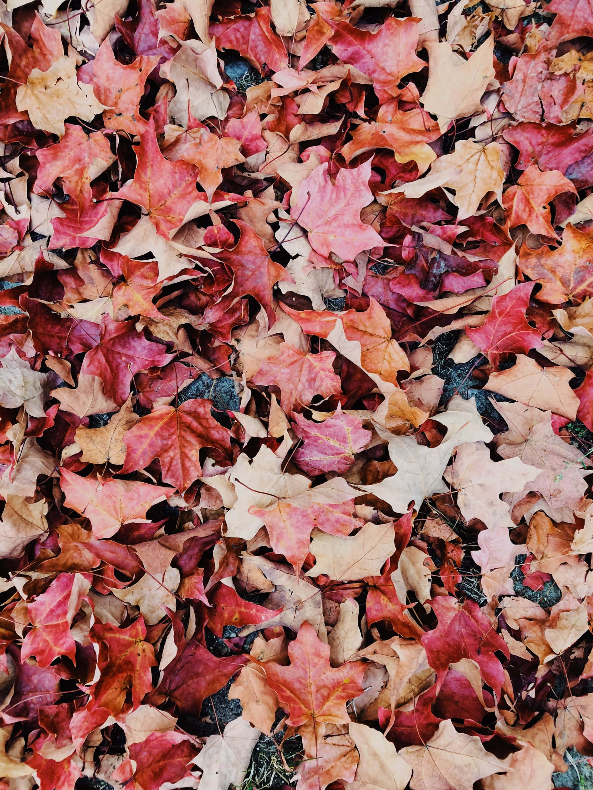 iPhone, fallen maple leaves, vivid reds, 2K Phone Wallpaper