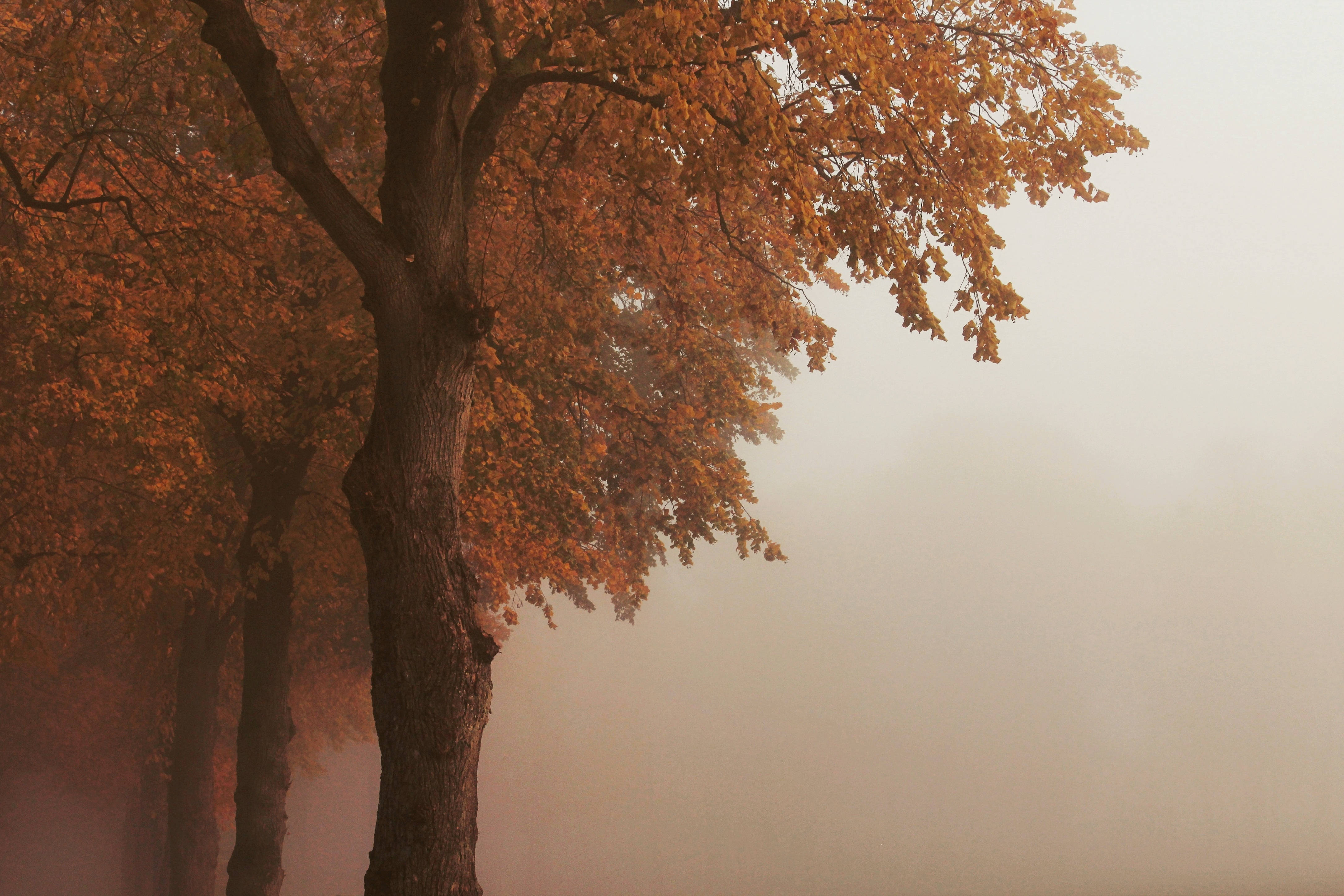 Fall Leaves, autumn tree, fiery orange leaves, 4K Desktop Wallpaper