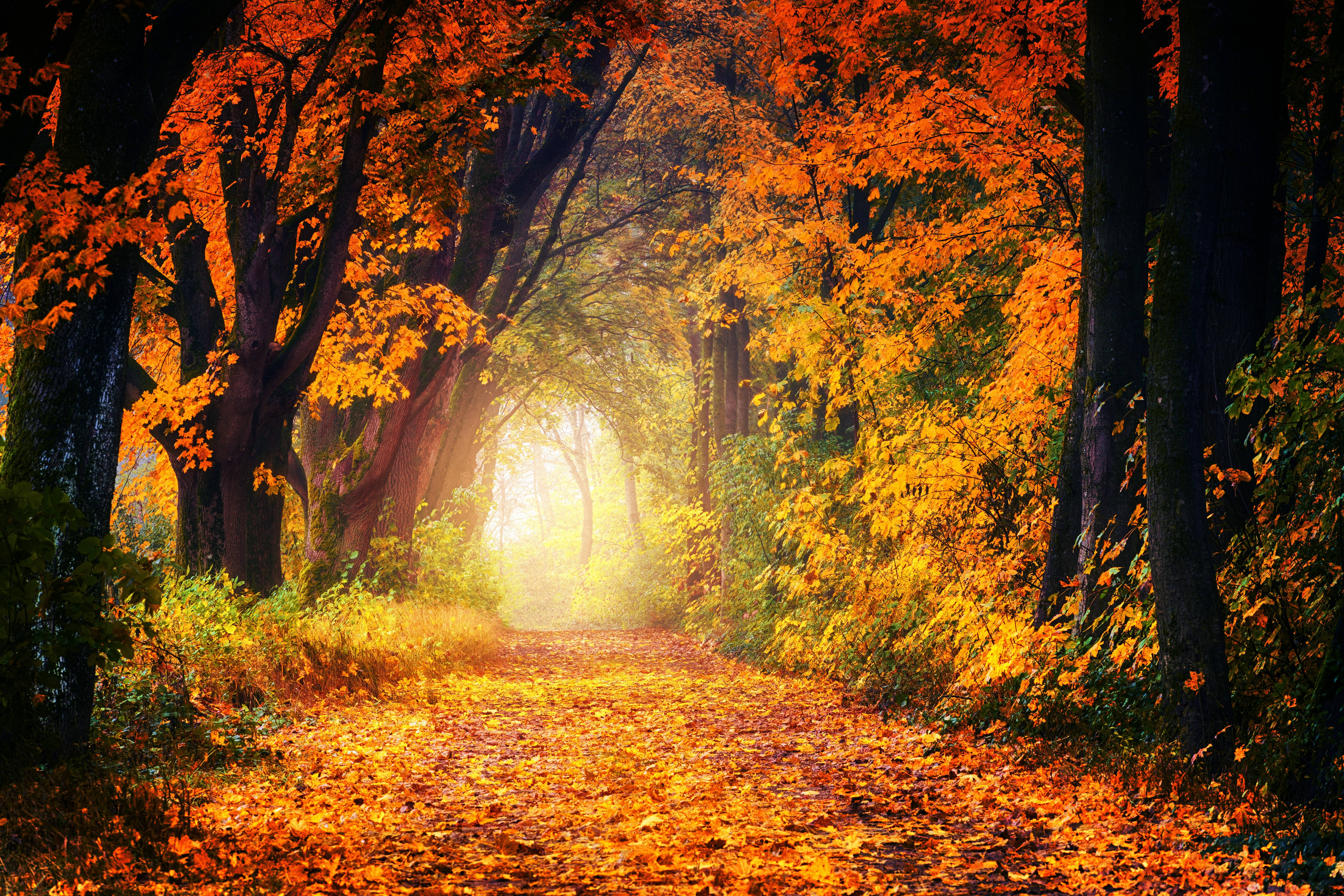 Fall Leaves, sunlit path, forest, 5K Desktop Wallpaper
