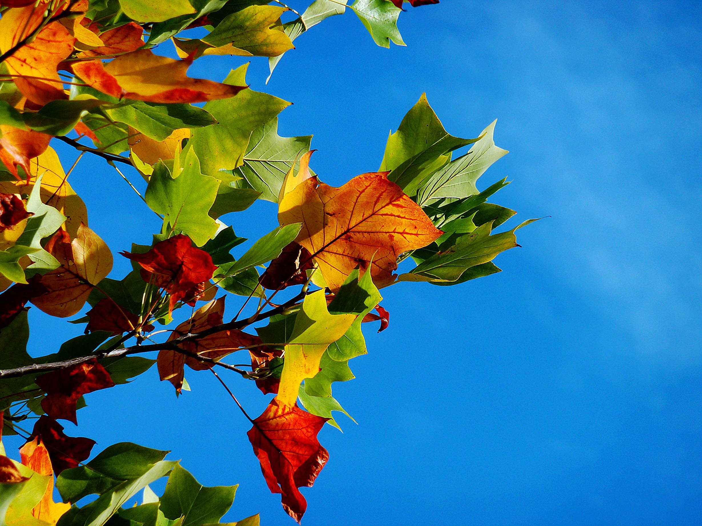 Fall Leaves, fiery reds, yellows, Full HD Desktop Wallpaper