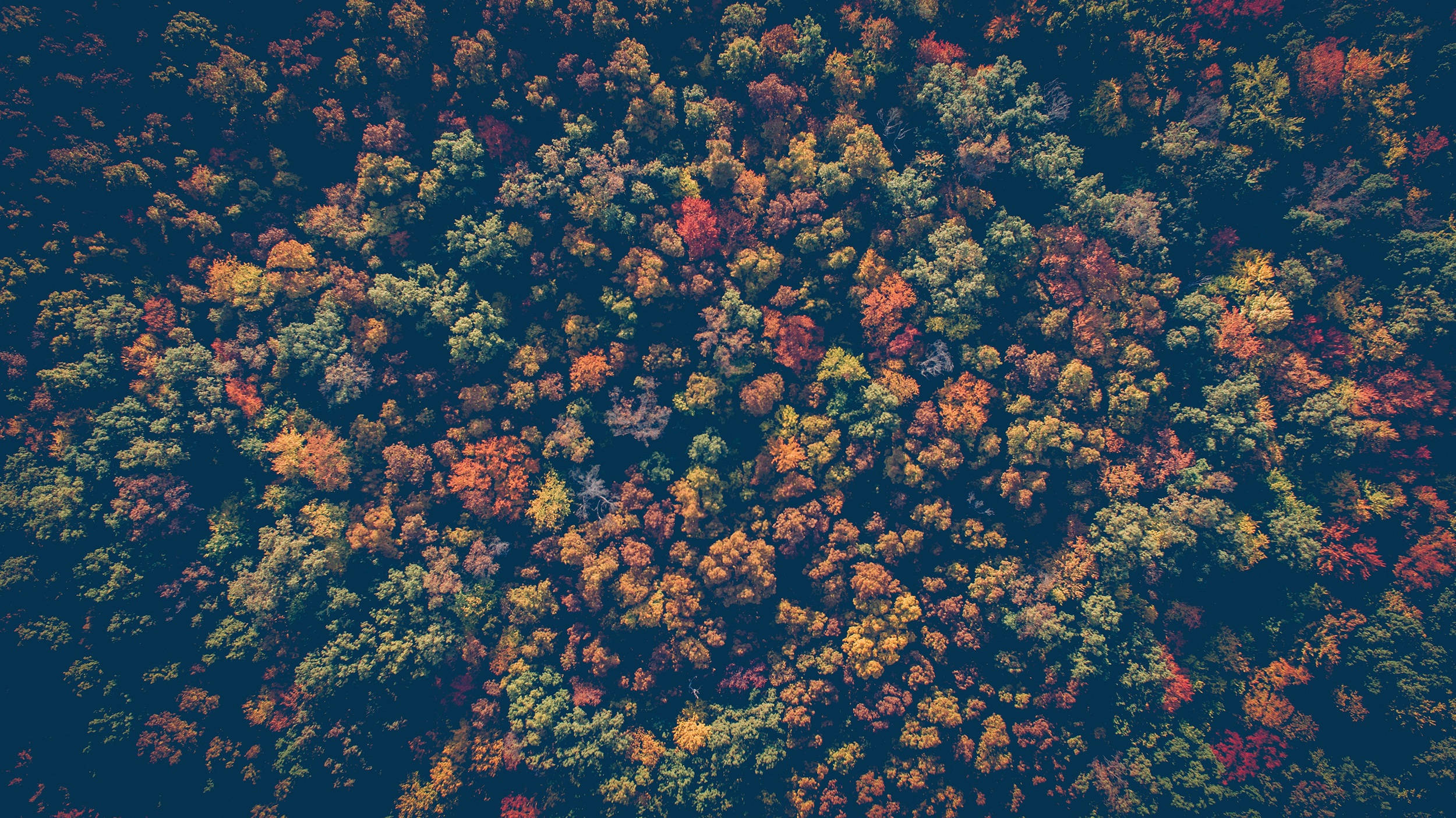 Fall Leaves, forest, autumn colors, Full HD Desktop Wallpaper