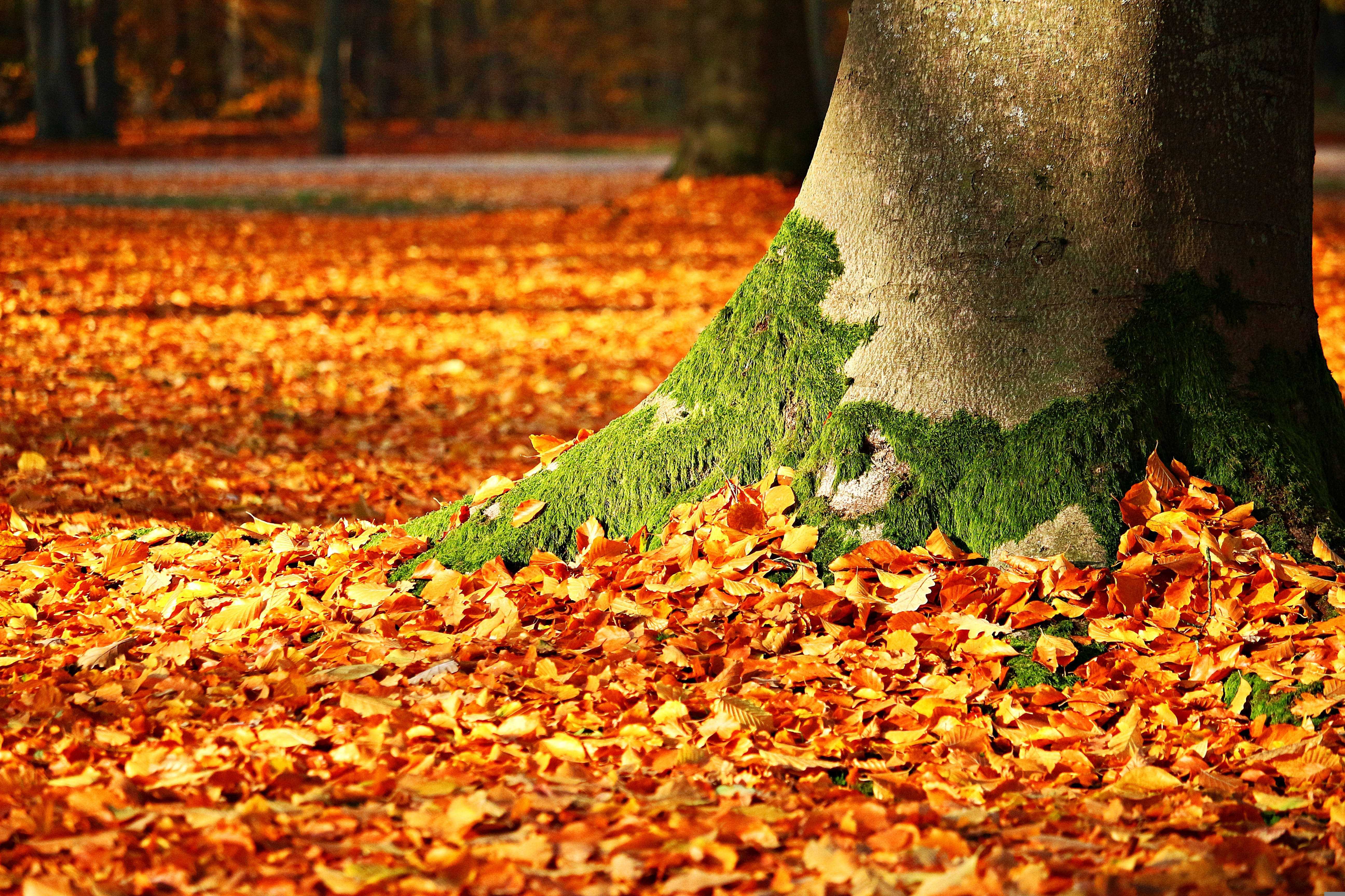 fall leaves, mossy tree, vibrant green moss, 5K Desktop Wallpaper
