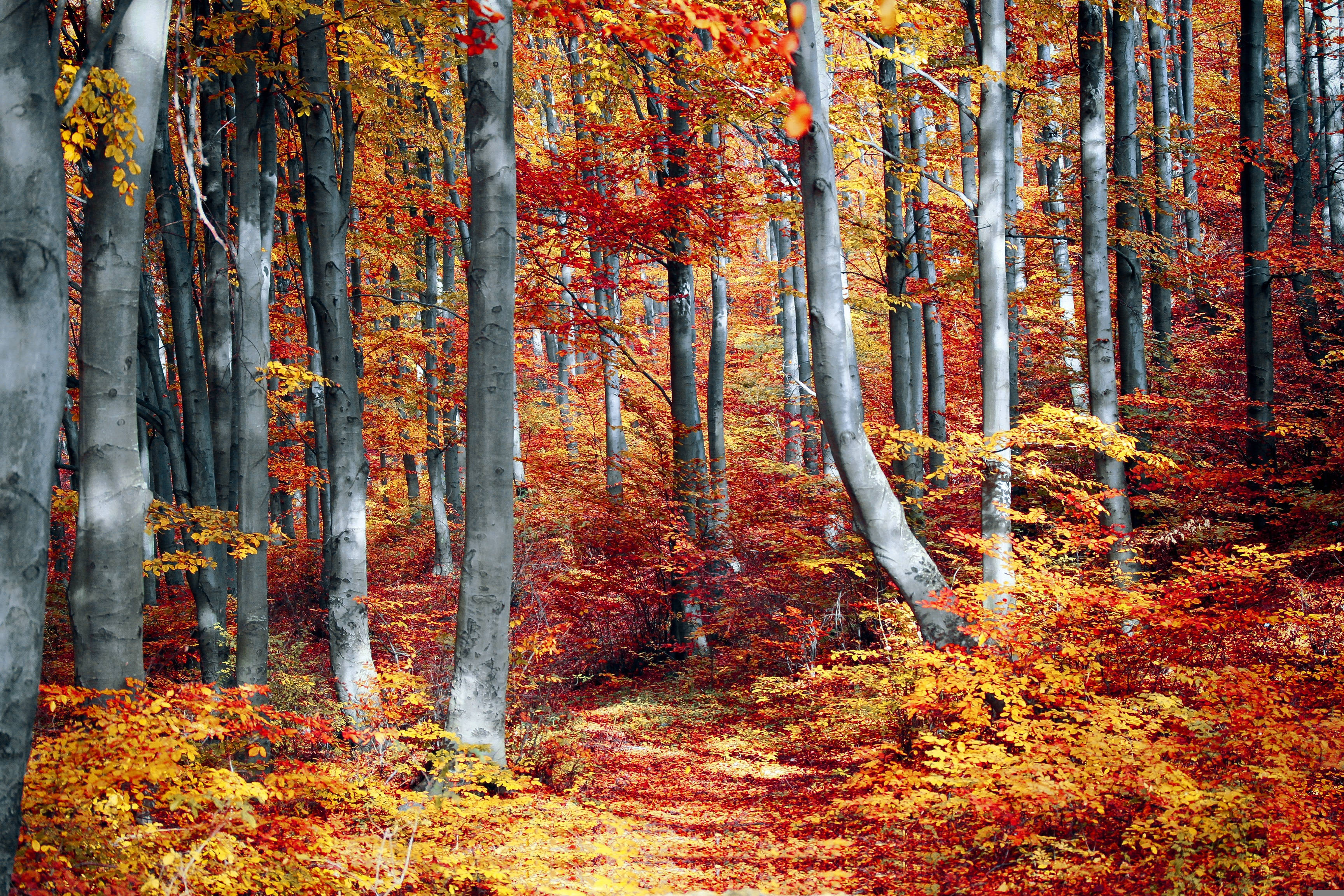 Fall Leaves, sunny day, winding path, 2K Desktop Wallpaper