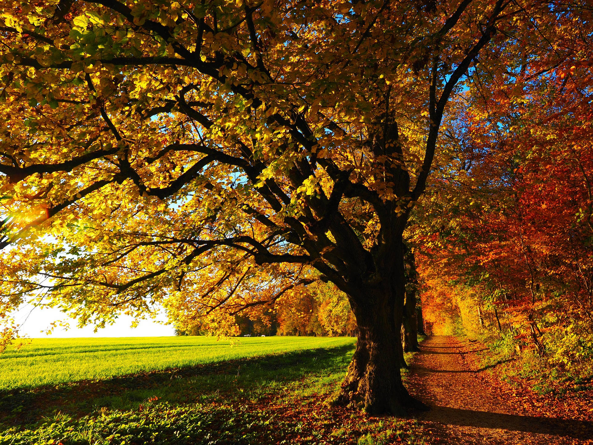 Fall Foliage, golden leaves, leaf-strewn path, Full HD Desktop Wallpaper